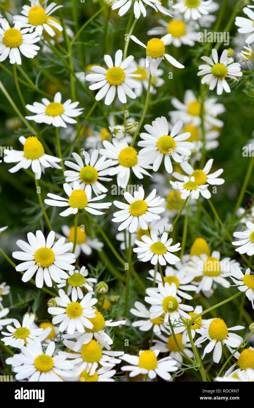 camomile, Hungarian chamomile, wild chamomile or scented mayweed,orvosi székfű vagy kamilla, Matricaria chamomilla, Echte Kamille Stock Photo