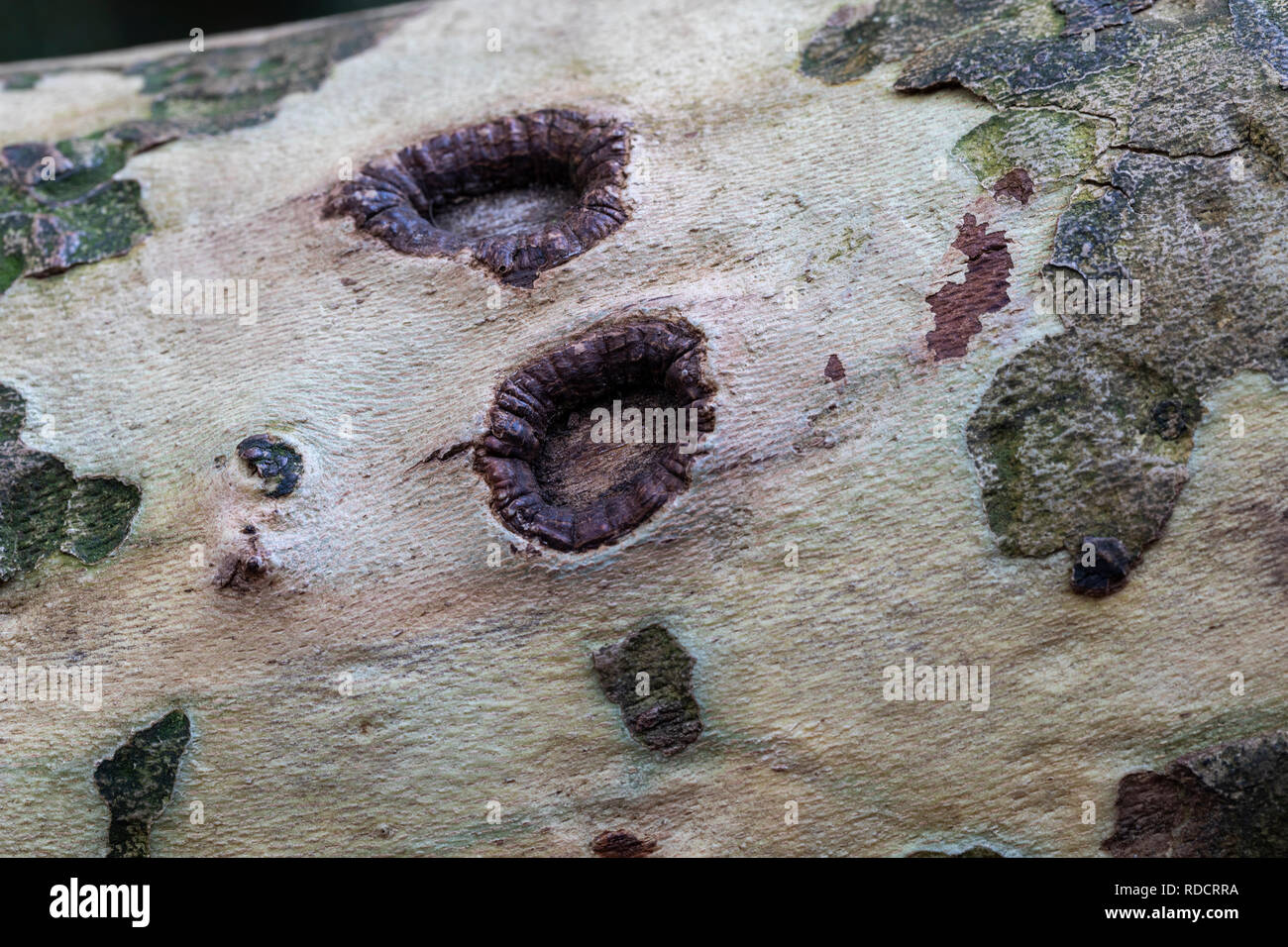 Close up of the bark of Platanus orientalis - Oriental Plane Tree, England, UK Stock Photo