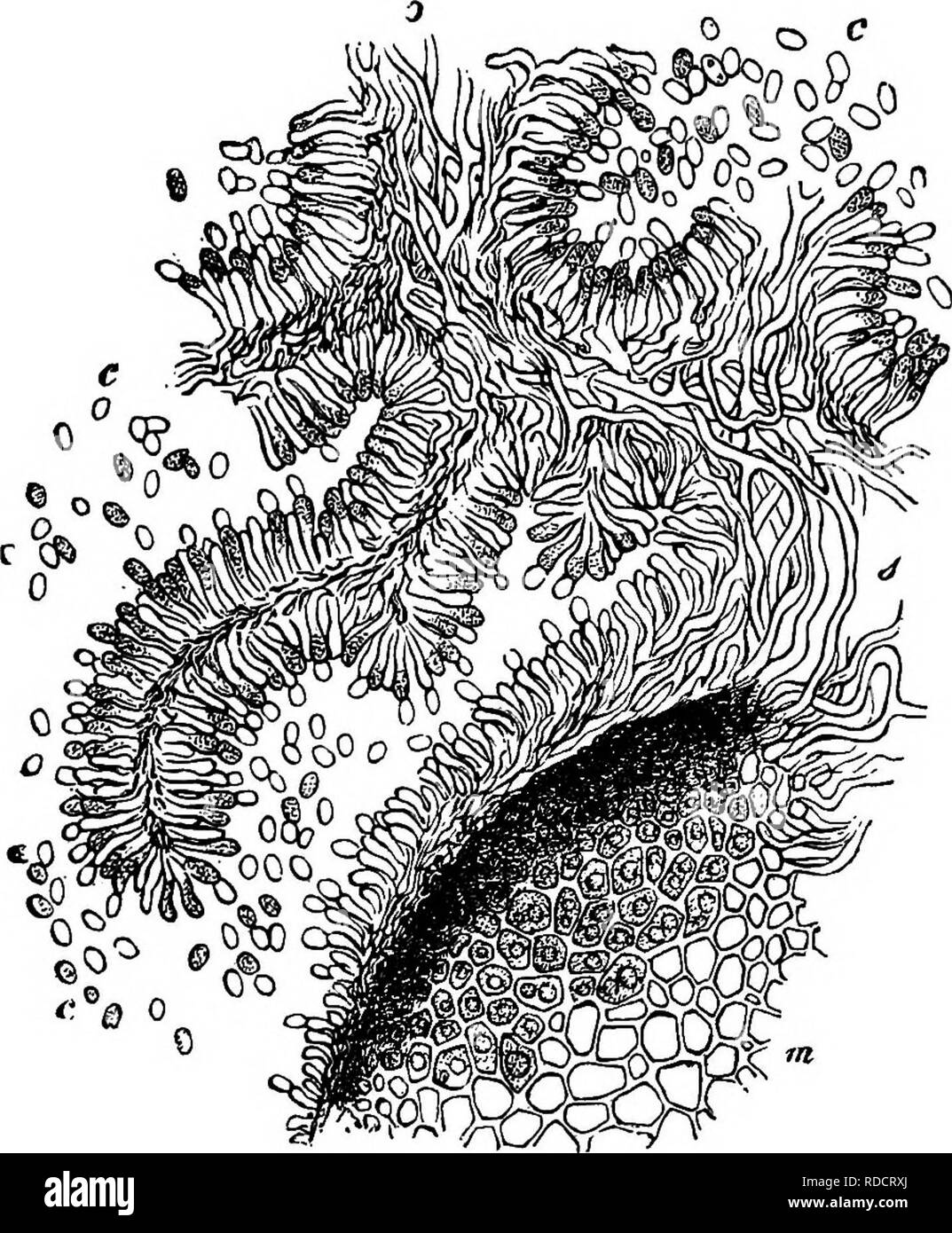 . Comparative morphology and biology of the fungi, mycetozoa and bacteria . Plant morphology; Fungi; Myxomycetes; Bacteriology. izS DIVISION II.—COURSE OF DEVELOPMENT OF FUNGI. the hymenium the well-known saccharine fluid is secreted, which oozes out from between the paleae in thick drops rendered turbid by count- less gonidia, and thus betrays the presence of the parasite. This juice is eagerly sought by in- sects, which thus carry away the gonidia. Soon the formation of the scle- rotium begins in the basal portion of the gonidia- forming body in the way already described. The sclerotium reac Stock Photo