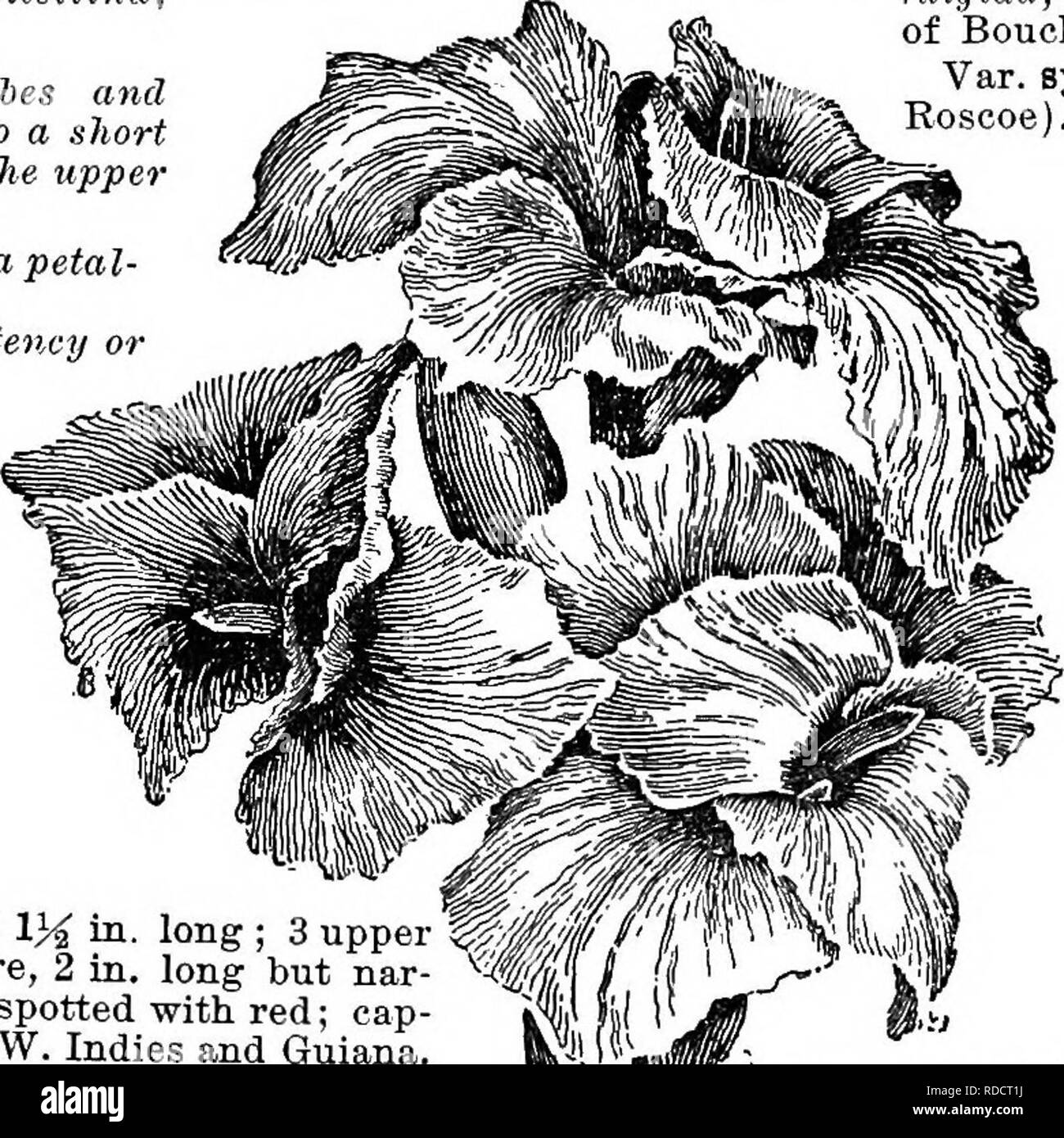 . Cyclopedia of American horticulture, comprising suggestions for cultivation of horticultural plants, descriptions of the species of fruits, vegetables, flowers, and ornamental plants sold in the United States and Canada, together with geographical and biographical sketches. Gardening. CANNA CAOTTA 239 B. C.. tceta, 4 ; Lagunensis, 14 ; Lambertl, 2 ; lanuginosa, 12; latifolia, 7 ; leptocheila, 16 ; leucocarpa, 14 ; liliiflora, 23 ; limbata, 4 ; longifolia, 10 ; lutea, 14 ; macrocarpa, 14 ; macrophylla, 7; maculata-f 14 ; Mexicaiia, 10 ; Moritziana, 14 ; jfepalensis, 16 ; occidental is, 4 ; or Stock Photo