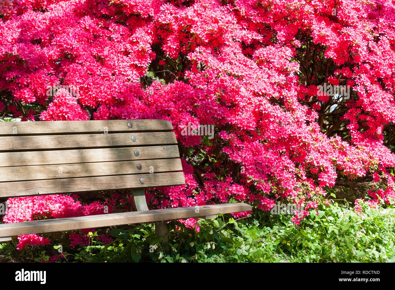 A wooden bench sits next for a full blooming pink rhododendron Shrub in a park Stock Photo