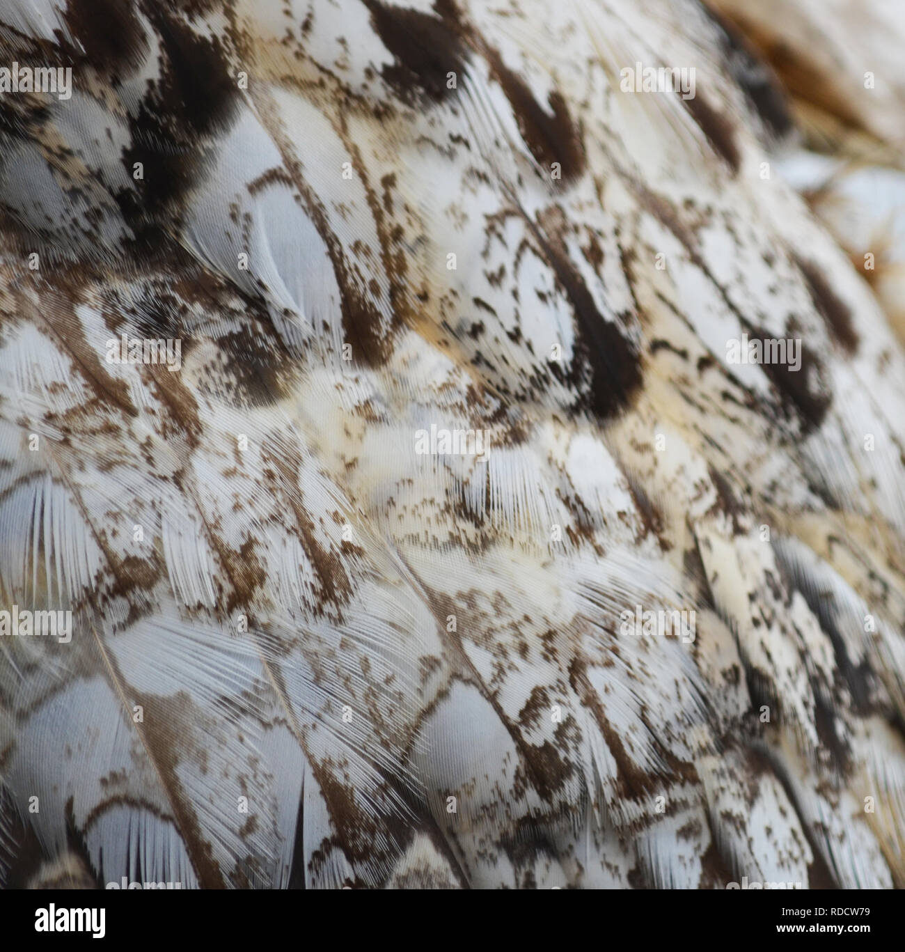 Siberian Eagle Owl Feathers (Bubo bubo yenisseensis) Stock Photo