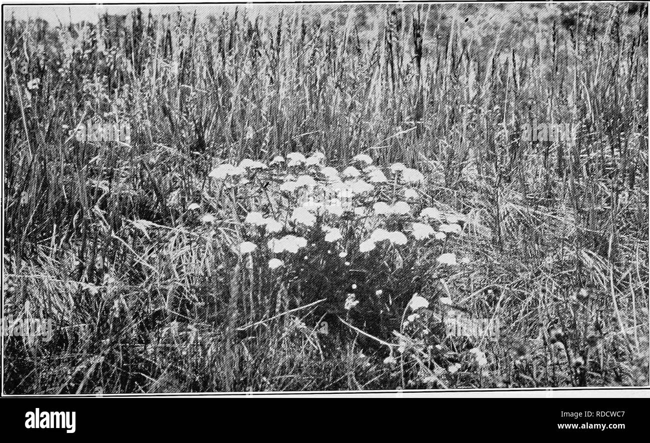 . Report of the Canadian Arctic Expedition 1913-18. Scientific expeditions. Fig. 1, Herschel island, August 4, 1916, Clump of daisies, Matricaria inodora L, var. graniijlora (Hook.) Ostf. (Photo by G.H. Wilkins). Fie 2 Herschel island, July 29, 1916. AcUllm borealis Bong, with Artemisia mlparis L var. Tiksii Ledeb., â Myosotis sihatica Hoffm., Ranunculus affinis R- Br. (Photo by F. Johansen). Please note that these images are extracted from scanned page images that may have been digitally enhanced for readability - coloration and appearance of these illustrations may not perfectly resemble the Stock Photo