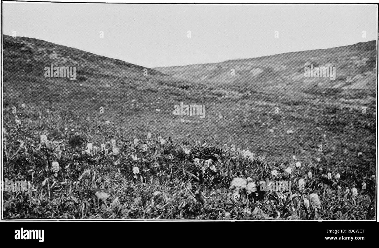 . Report of the Canadian Arctic Expedition 1913-18. Scientific expeditions. Herschel Island Vegetation 65 c PLATE IV. Fig. 1. Valley, Herschel island. Lagotis glauca Gaertn, var. Slelleri Cham, et Schl., Parrya macrocarpa R. Br., Pliaca frigida L., and Pedicularis capitata Adams, in bloom. July 29, 1916. (Photo by F. Johansen). Please note that these images are extracted from scanned page images that may have been digitally enhanced for readability - coloration and appearance of these illustrations may not perfectly resemble the original work.. Canadian Arctic Expedition (1913-1918). Ottawa, F Stock Photo