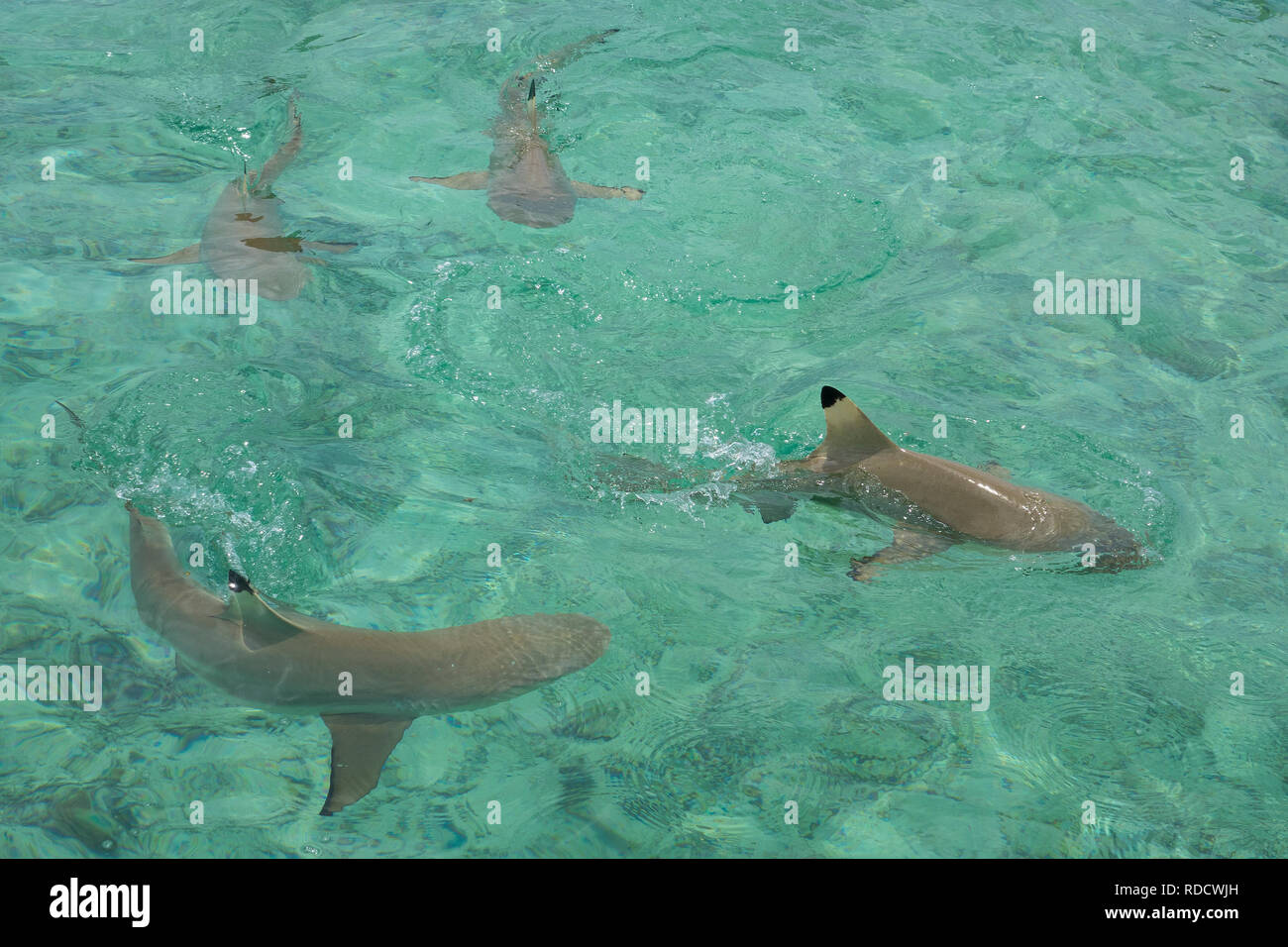 French Polynesia, Bora Bora, small sharks in lagoon Stock Photo