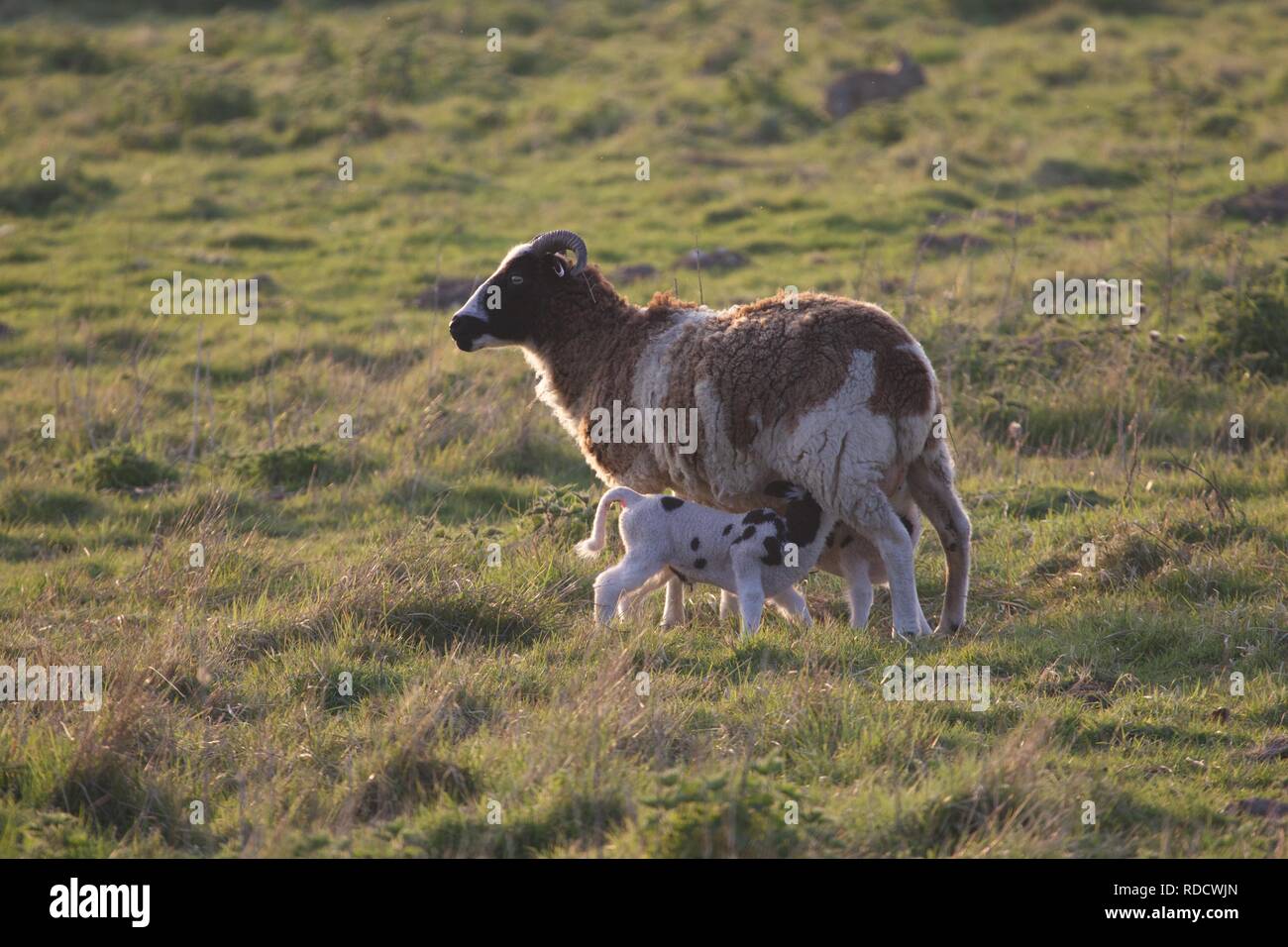 Two lambs suckling on a grassy field Stock Photo