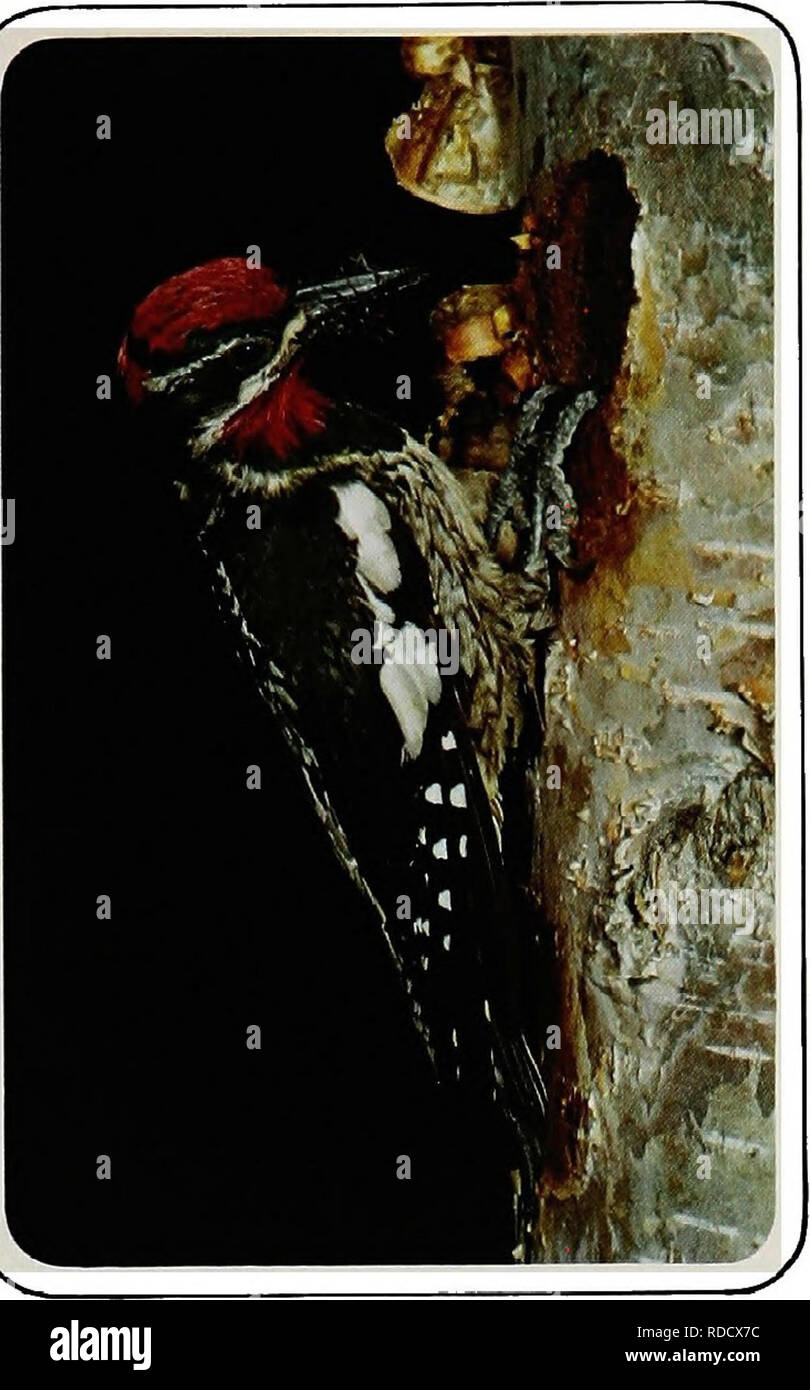 . Birds of Yellowstone and Grand Teton National Parks . Birds; Birds