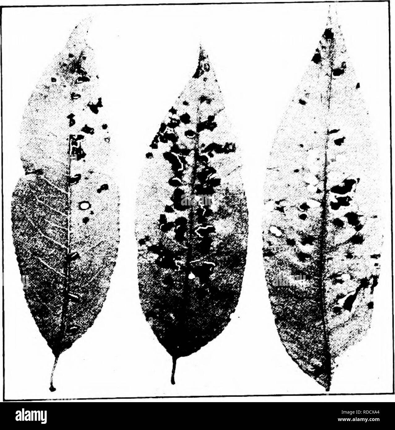. Manual of fruit diseases . Fruit. PEACH DISEASES 307 of the normal number, so that the next year's crop of peaches will be materially lightened. Young trees suffer severely; when badly diseased, they become stunted and in some cases are permanently injured. It should be stated that black-spot affects not only the fruit, foliage and twigs of the peach, but also these same organs of the apricot, nectarine and plum, making four prominent and important stone-fruit trees in the category of hosts for the black-spot pathogene. This fact adds to the economic aspect of this disease. Of the peaches th Stock Photo