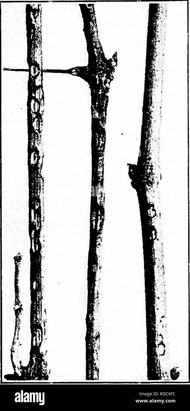 . Manual of fruit diseases . Fruit. 250 MANUAL OF FRUIT DISEASES raised at the border. The spot enlarges, becoming elongate in the direction of the main axis of the shoot. In later stages the center becomes more depressed, and the color turns graj'ish. The bark is finally destroyed, and in severe cases the underlying wood appears burned. Canes are not often girdled, although affected stems bearing clusters suffer in this manner. On the berries the well-known bird's-eye-spots are produced (Fig. 65). The lesions first appear as small, dark-brown areas ; later the color is grayish in the center w Stock Photo