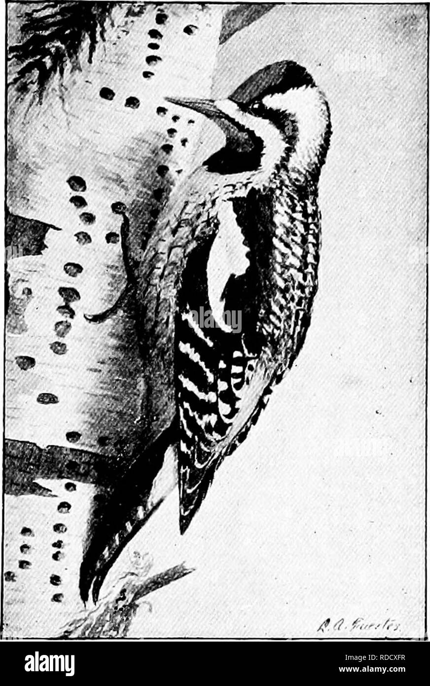 . Handbook of nature-study for teachers and parents, based on the Cornell nature-study leaflets. Nature study. Bird Study 73. THE SAPSUCKER Teacher's Story The sapsucker is a woodpecker that has strayed from the paths of virtue; he has fallen into tempta- tion by the wayside, and instead of drilling a hole for the sake of the grub at the end of it, he drills for drink. He is a tippler, and sap is his beverage; and he is also fond of the soft, inner bark. He often drills his holes in regular rows and thus girdles a limb or a tree, and for this is pronounced a rascal by men who have themselves r Stock Photo