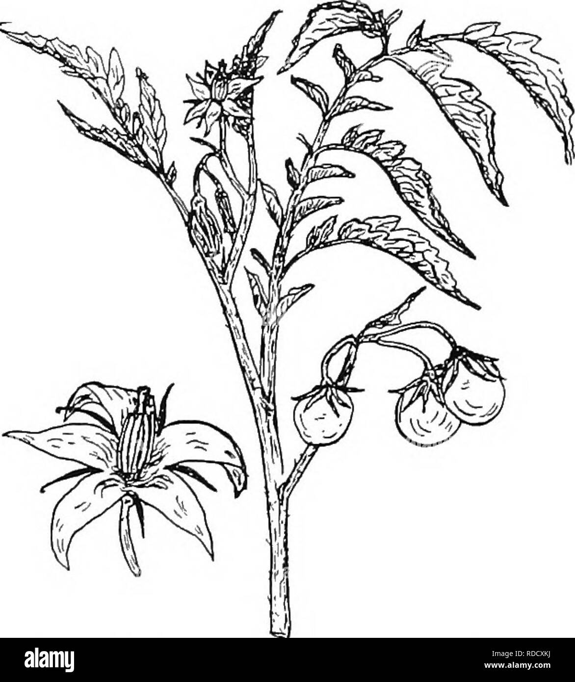 . Botany for agricultural students . Botany. 490 ANGIOSPERMS. Fig. 440. — A portion of a Tomato plant bearing flowers and fruits, and also a flower enlarged to show the structure of the flower. dodendrons and Heathers. The Traihng Arbutus (Epigaea), which is the favorite spring flower wherever it grows, and the Madrona, one of the most beautiful trees of the Pacific coast, belong to this family. Sweet Potato Family (Convolvulaceae). — The plants of this family are chiefly trailing or twining herbs. Their flowers, as those of the Morning Glory illustrate, are often quite showy. They have five s Stock Photo