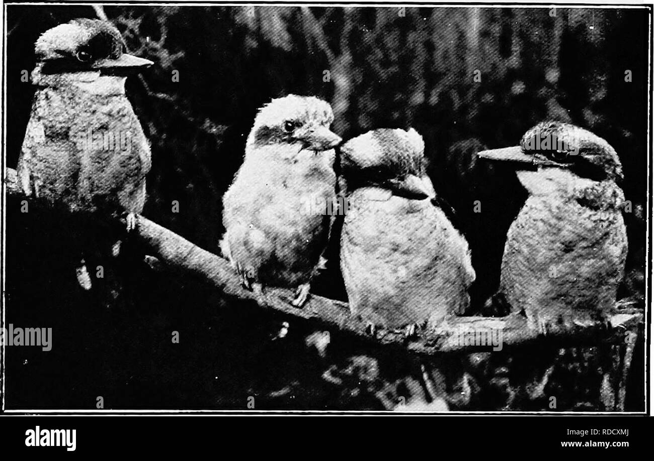 . The birds of Australia. Birds. 236 THE BIRDS OF ATJSTEALIA Genus Dacelo. Confined to Australia and Southern New Guinea. Key to the Species. Tail alike in both sexes, rufous barred with black. X&gt;. gigas. Tail of male blue, of female cinnamon rufous barred witb blue Total length 17 inches D. leachii. Total length 15 inches. D. cervina. The Laughing Kingfisher (Kookaburra). Dacelo gigas. Queensland, New South Wales, Victoria, and South Australia. Crown of head brown, freckled with rufous on the forehead, the feathers forming a crest, the long crest feathers edged with white margins;. Sydney  Stock Photo