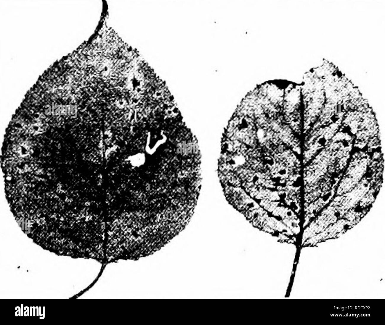 . Manual of fruit diseases . Fruit. Fig. 41. — Coryneum-blight disease on apricot fruits.. Fig. 42. - Coryneum-blight disease on apricot leaves. been recorded from Australia as early as 1882, and an epiphytotic was reported from Algeria in 1904. Small, reddish spots at first with light centers then becoming dark-green to black, are produced on the fruits (Fig. 41). The foliage is spotted; the affected areas are brown, but soon these fall away, leaving a shot-hole effect in the leaf (Fig. 42). Fruit-buds are sometimes killed as a result. Please note that these images are extracted from scanned  Stock Photo