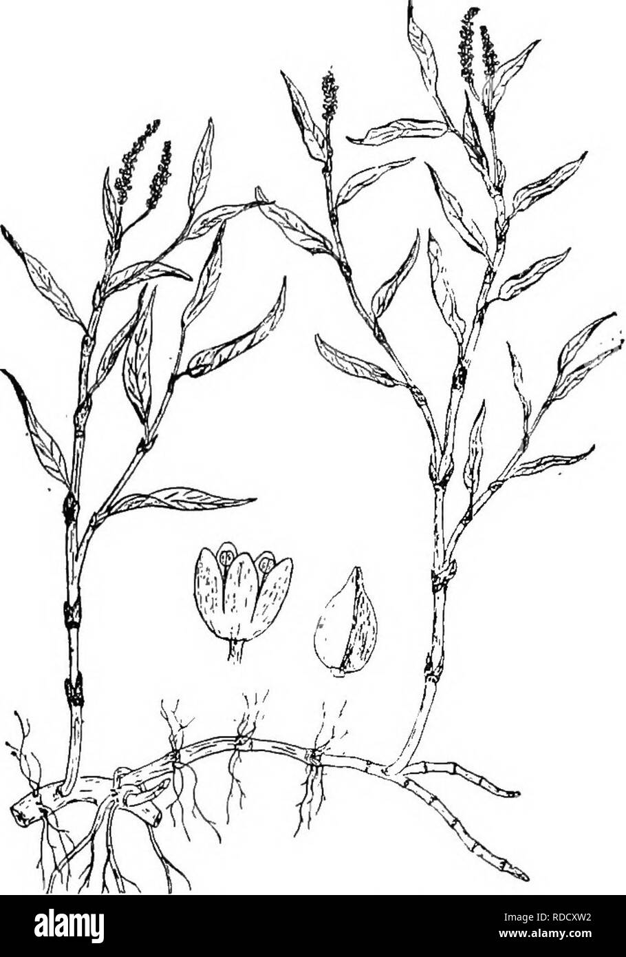 . Botany for agricultural students . Botany. BUCKWHEAT FAMILY (POLYGONACEAE) 479. Fig. 422. — A Smartweed (.Polygonum Muhlenbergii), one of the trouble- some weeds, showing the sheathed nodes and terminal spikes of flowers (X 5), and also showing a flower and a fruit much enlarged. This plant has bott underground and aerial stems.. Please note that these images are extracted from scanned page images that may have been digitally enhanced for readability - coloration and appearance of these illustrations may not perfectly resemble the original work.. Martin, John N. (John Nathan), b. 1875. New Y Stock Photo