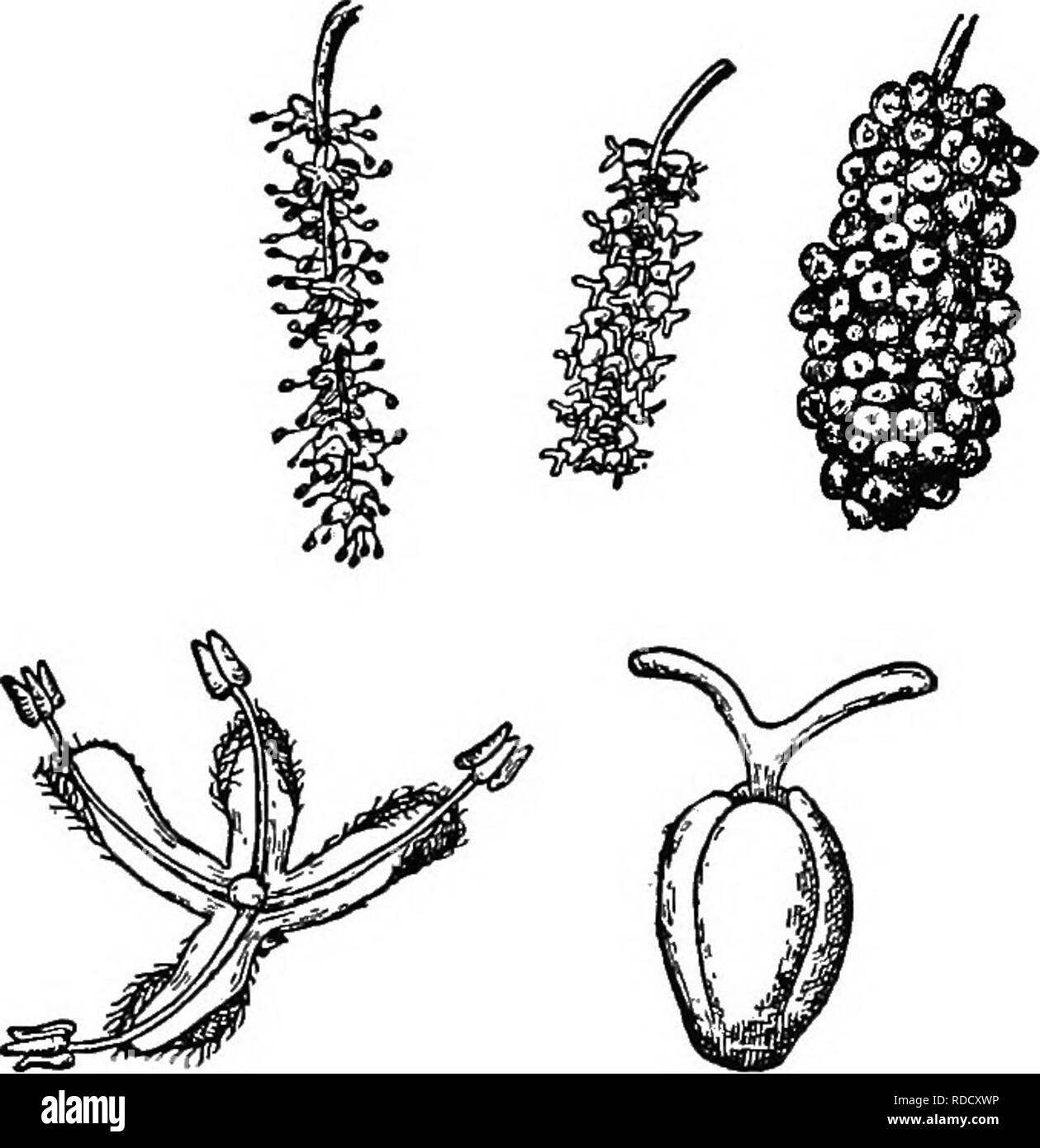 . Botany for agricultural students . Botany. Fig. 419. — Stripping cork from the Cork Oak. After Lecomte.. Fig. 420. — The flowers and fruit of the Red Mulberry. Above, from left to right, a spike of staminate flowers, a spike of pistillate flowers, and a pis- tillate spike in fruit (natural size); at the bottom, a staminate and pistillate flower much enlarged. After Burns and Otis.. Please note that these images are extracted from scanned page images that may have been digitally enhanced for readability - coloration and appearance of these illustrations may not perfectly resemble the original Stock Photo