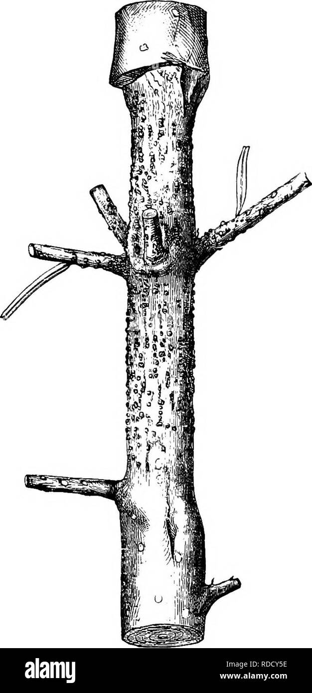 . Diseases of plants induced by cryptogamic parasites : introduction to the study of pathogenic Fungi, slime-Fungi, bacteria, &amp; Algae . Plant diseases; Parasitic plants; Fungi. 466 FUNGI IMPERFECTI. stricted tissue will be found extending quite round the twig (Fig. 293). At these places the bark and cambium have been killed, whereas the higher portions of the twig have continued to increase in thickness. Numerous small black pycnidia break out on the bark of diseased places and give off small unicellular spindle-shaped conidia, which convey infection to new hosts in August or September. Ki Stock Photo