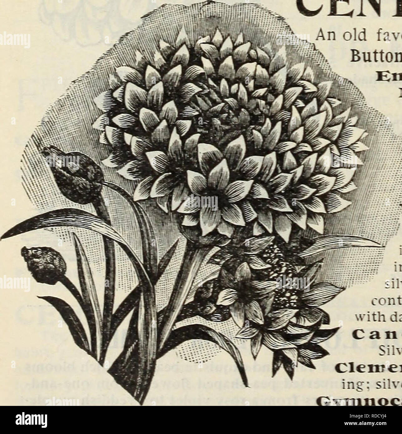 . E. H. Hunt : seedsman. Nurseries (Horticulture) Illinois Chicago Catalogs; Bulbs (Plants) Catalogs; Flowers Catalogs; Vegetables Seeds Catalogs; Plants, Ornamental Catalogs. DOUBLE CORNFLOWER. CENTAUREA CYANUS. An old favorite garden annual, also known as Bachelor's Button, Ragged Sailor, Corn Flower and Blue Bottle. Emperor William. Dark blue, very fine  5 Mixed. .Many colors S :%e&gt;v Double Cornflower. This variety produces double flowers of large size, form- j ing handsome globular flower heads 10 M Jloschata Sweet Sultan. Mixed. 5 f WHITE LEAVED CENTAUREAS. ' Valuable bedding plants, o Stock Photo