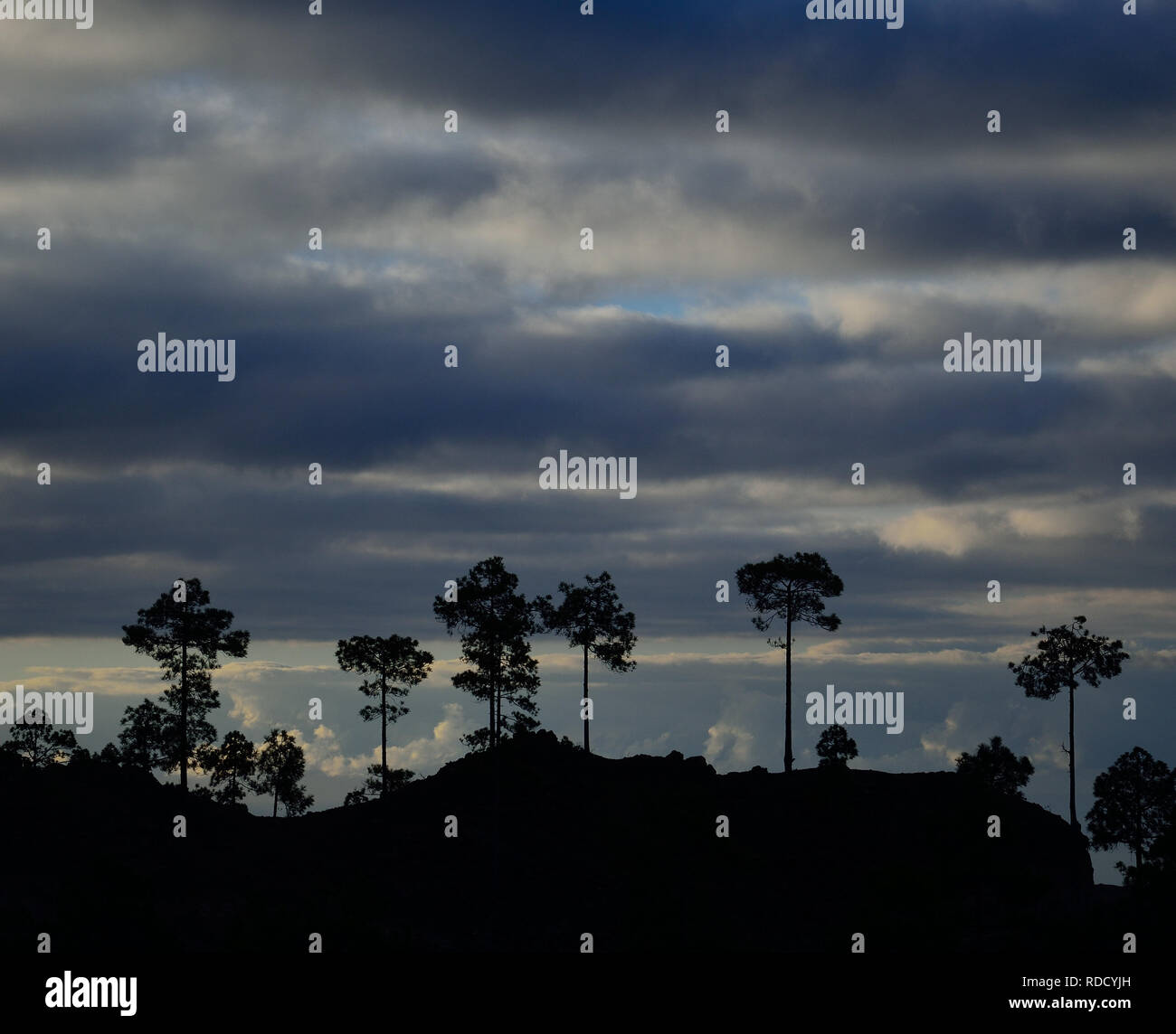 Silhouettes of pines at dawn and cloudy sky, Pilancones, Gran Canaria Stock Photo