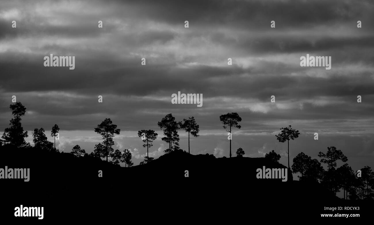 Natural park of Pilancones, silhouettes of  pines and cloudy sky, black and white, Canary Islands Stock Photo