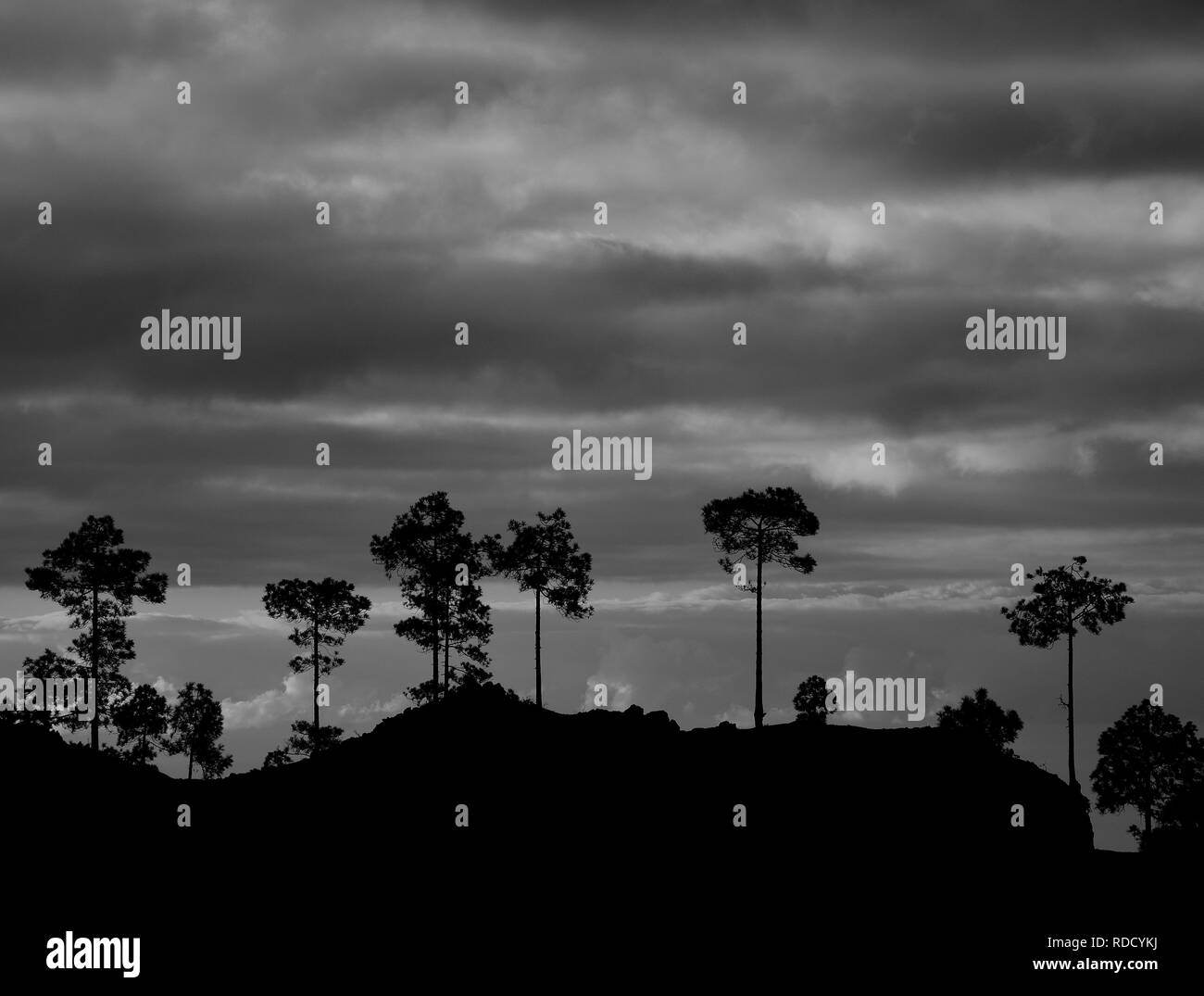 Silhouettes of pines and cloudy sky at dawn with monochrome effect, Pilancones, Gran Canaria Stock Photo