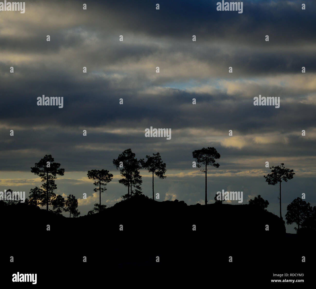 Silhouettes of pines at dawn, natural park of Pilancones, Gran Canaria, Canary Islands Stock Photo