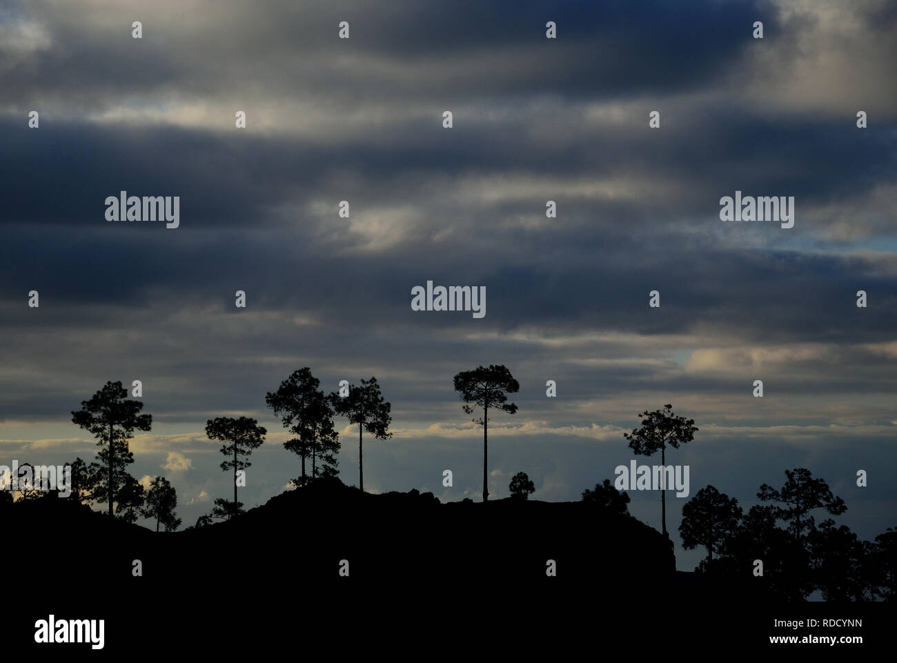 Silhouettes of pines and cloudy sky, natural park of Pilancones at dawn, Gran Canaria Stock Photo
