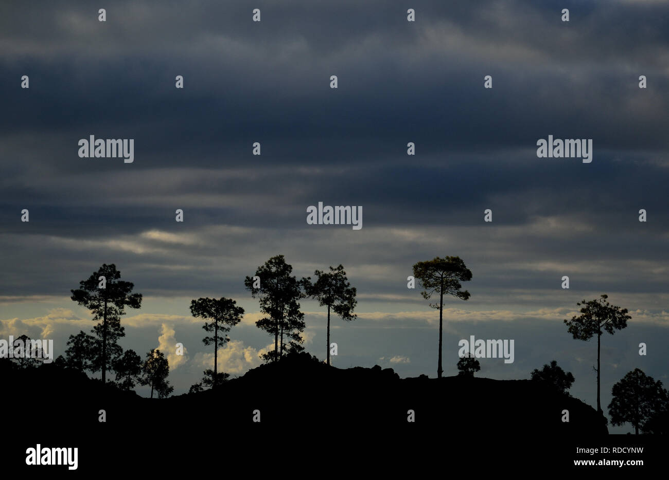 Silhouettes of pines and cloudy sky, natural park of Pilancones, Canary Islands Stock Photo