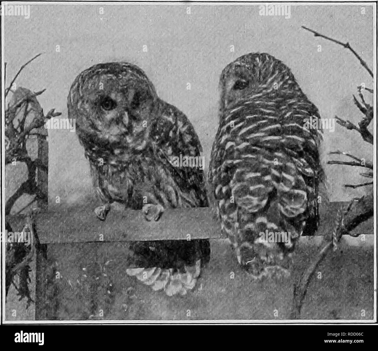 . The American natural history; a foundation of useful knowledge of the higher animals of North America. Natural history. DECLARED TO BE A PEST 41 On the evidence available I am convinced that the Barred Owl does far more harm than good, that it clearly belongs in the class of intolerable bird pests and therefore should be destroyed. The Barred Owl is next in size to the great horned owl. It is from 20 to 22 inches long, heavy bodied, round headed. Photograph and copyright, 1902, by W. L. Underwood. BARRED OWLS. and quite without &quot;horns,&quot; or &quot;ears.&quot; Its head, neck and breas Stock Photo