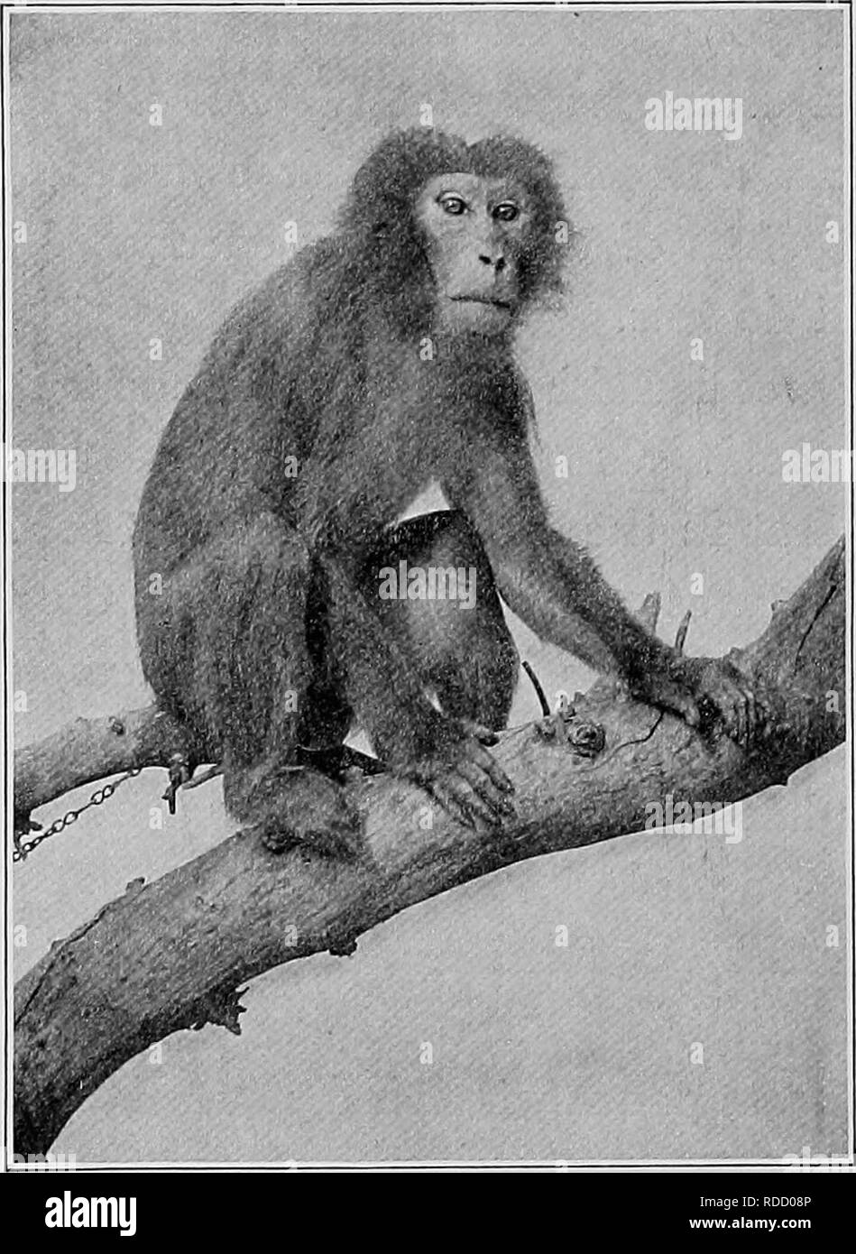 Red faced monkeys Black and White Stock Photos & Images - Alamy