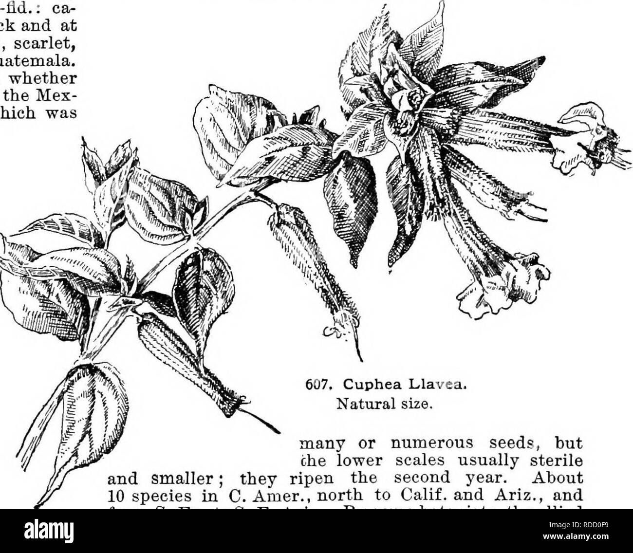 . Cyclopedia of American horticulture, comprising suggestions for cultivation of horticultural plants, descriptions of the species of fruits, vegetables, flowers, and ornamental plants sold in the United States and Canada, together with geographical and biographical sketches. Gardening. CUPHEA CUPRESSUS 413 BB. Size of petals larger. c. Calyx 6-toofhed. Lljlvea, Lindl. Red, WmTE-iSD-BLTjE Flower. Fig. 607. Stems numerous, herbaceous, hispid: branches ascending: Ivs. almost sessile, especially near the top, ovate-lanceolate, strigose: racemes short, few-fld.: ca- lyx green on the ventral side,  Stock Photo