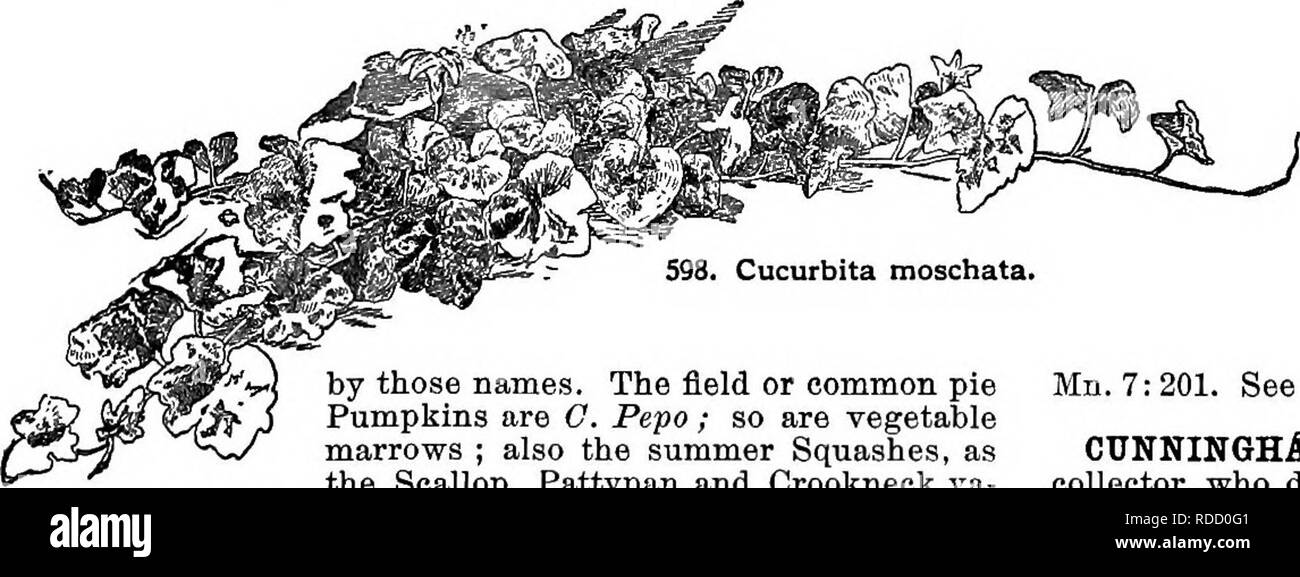 . Cyclopedia of American horticulture, comprising suggestions for cultivation of horticultural plants, descriptions of the species of fruits, vegetables, flowers, and ornamental plants sold in the United States and Canada, together with geographical and biographical sketches. Gardening. by those names. The field or common pie Pumpkins are G. Pepo; so are vegetable marrows ; also the summer Squashes, as the Scallop, Pattypan and Crookneck va- rieties. The Hubbard, Marblehead, Sibley and Turban kinds are G. maxima. The Cushaws, Canada Crookneck, 599. Stem of Cucurbita moschata—Laree Cheese Pumpk Stock Photo