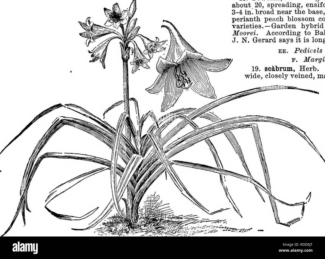 . Cyclopedia of American horticulture, comprising suggestions for cultivation of horticultural plants, descriptions of the species of fruits, vegetables, flowers, and ornamental plants sold in the United States and Canada, together with geographical and biographical sketches. Gardening. CRINUM species from Zanzibar, probably not known outside of one or two botanical gardens. 13. variAbile, Herb. {G. crassifdlium, Herb.). Bulb ovoid, 3-4 in. thick : Ivs. lM-2 ft. long, 2 in. wide, weak: fls. 10-12 ; perianth flushed red outside : filaments red. Cape Colony.—A rare species. .00. Fls. fewer, usua Stock Photo