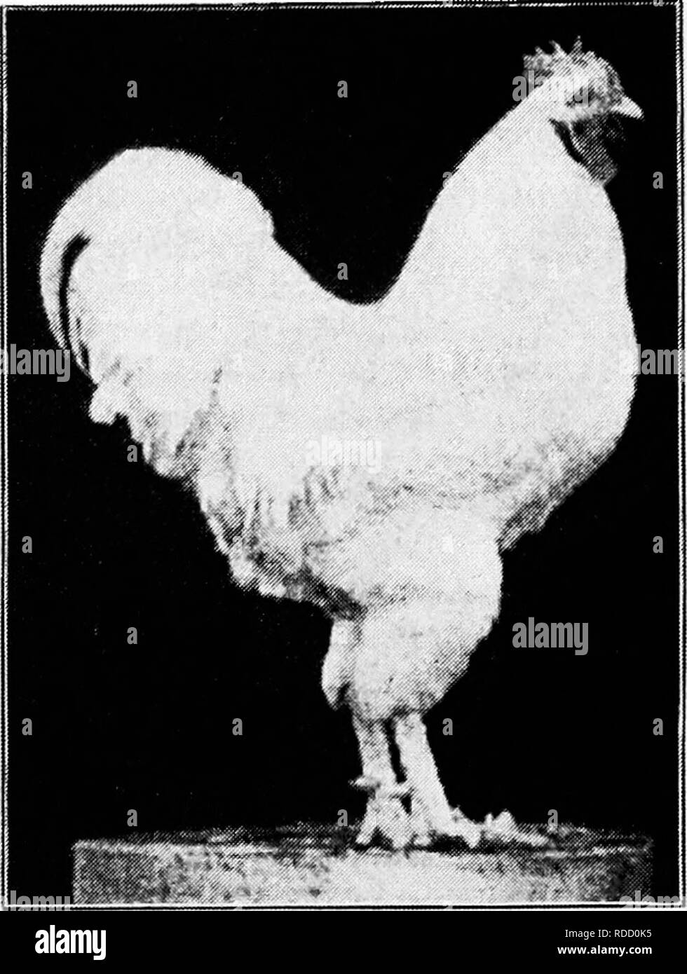 . Principles and practice of poultry culture . Poultry. . Please note that these images are extracted from scanned page images that may have been digitally enhanced for readability - coloration and appearance of these illustrations may not perfectly resemble the original work.. Robinson, John H. (John Henry), 1863-1935. Boston ; New York : Ginn and Company Stock Photo