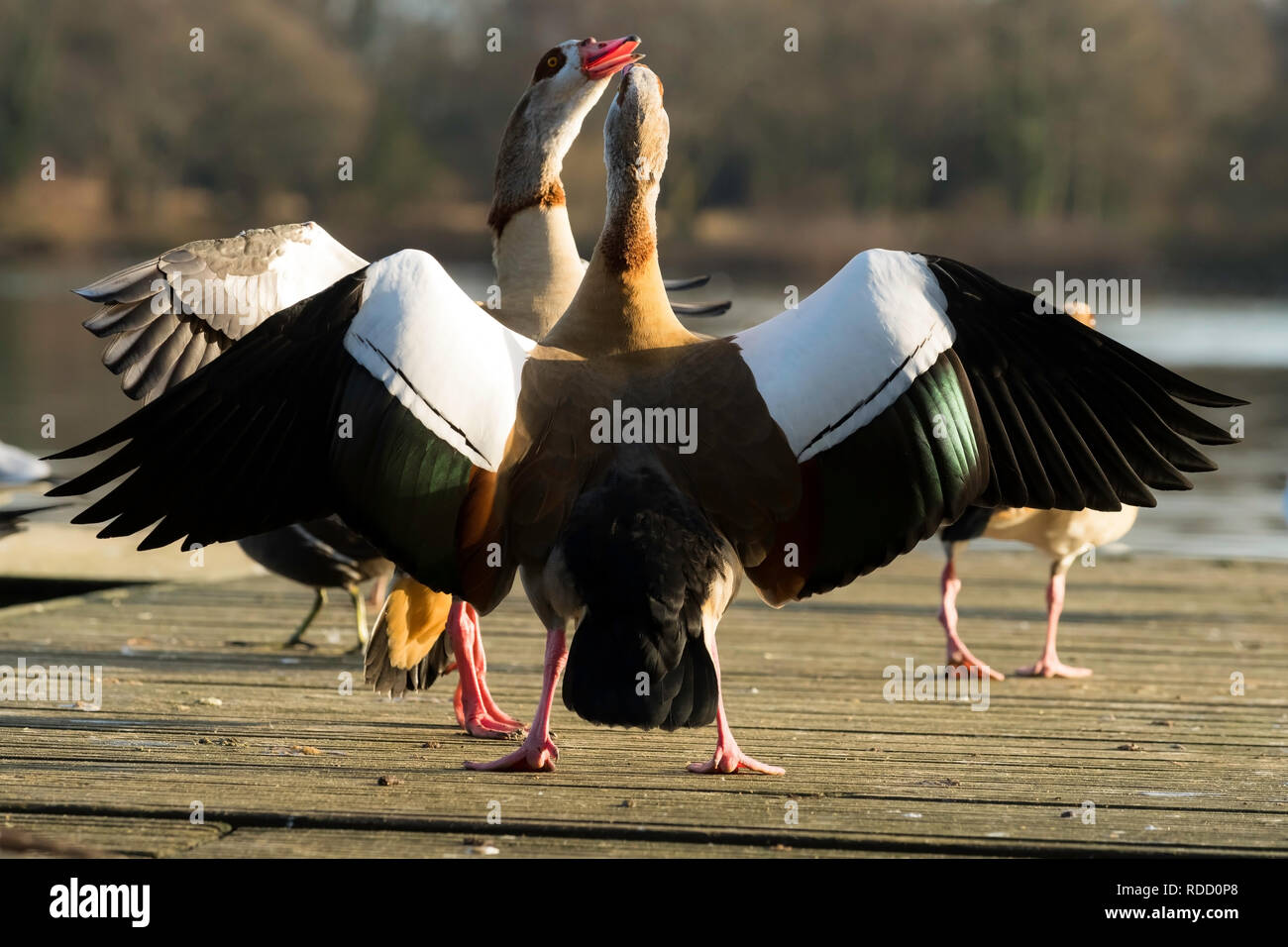 Duck fishing game hi-res stock photography and images - Page 2 - Alamy