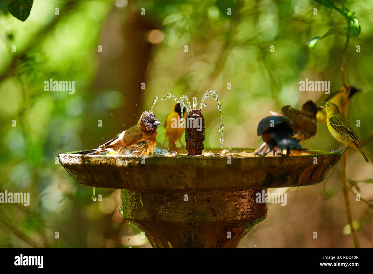 Birds at water fountain Stock Photo Alamy