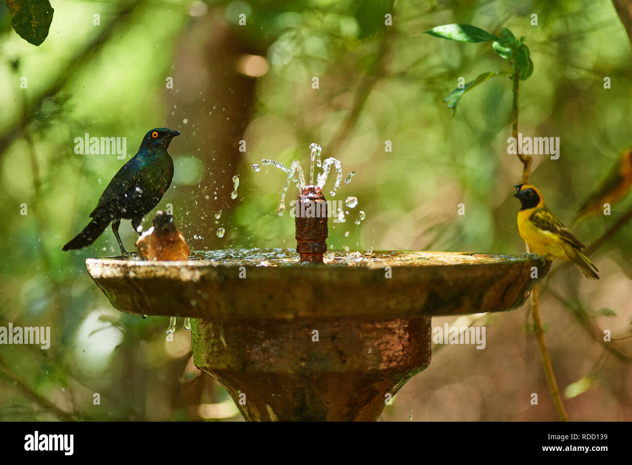 Birds at water fountain Stock Photo Alamy