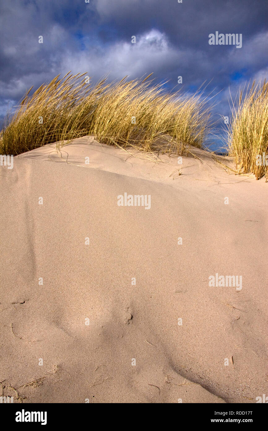 Sand dunes, Budle Bay, Northumberland, North East England Stock Photo