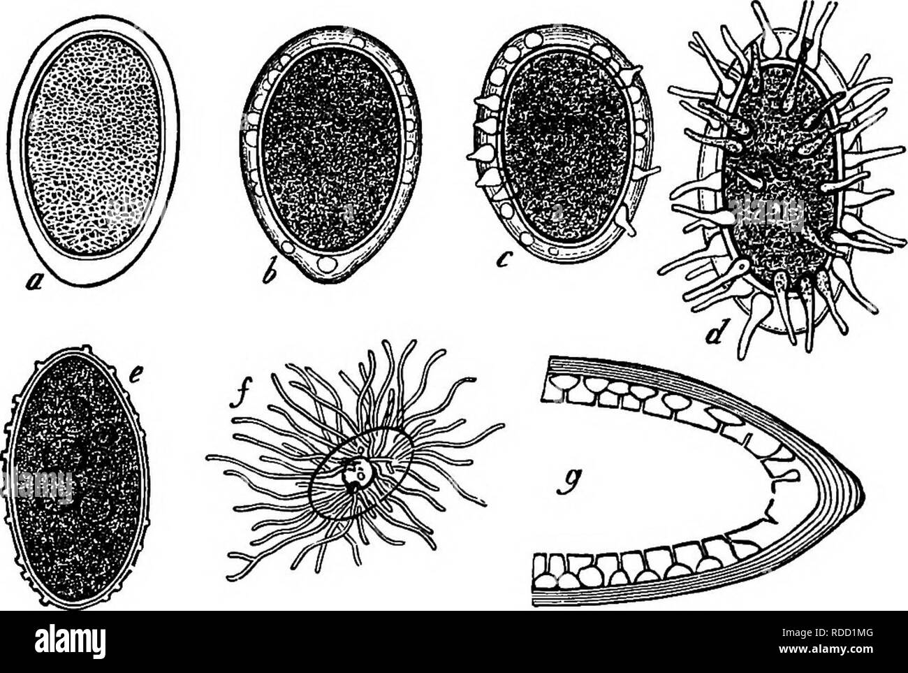 . Comparative morphology and biology of the fungi, mycetozoa and bacteria . Plant morphology; Fungi; Myxomycetes; Bacteriology. iia DIVISION I.—GENERAL MORPHOLOOr. A more noteworthy special case which recalls the formation of swarm-spores is that of the germination of the acrogenously formed spores (gonidia) of the plasmato- parous Peronosporeae (Peronospora densa, Rab. and P. pygmaea, Unger); here when a spore is placed in water the whole of the protoplasm suddenly swells and issues from the papilla-like tip of the spore which opens to admit its passage, and assumes the form of a spherical bo Stock Photo