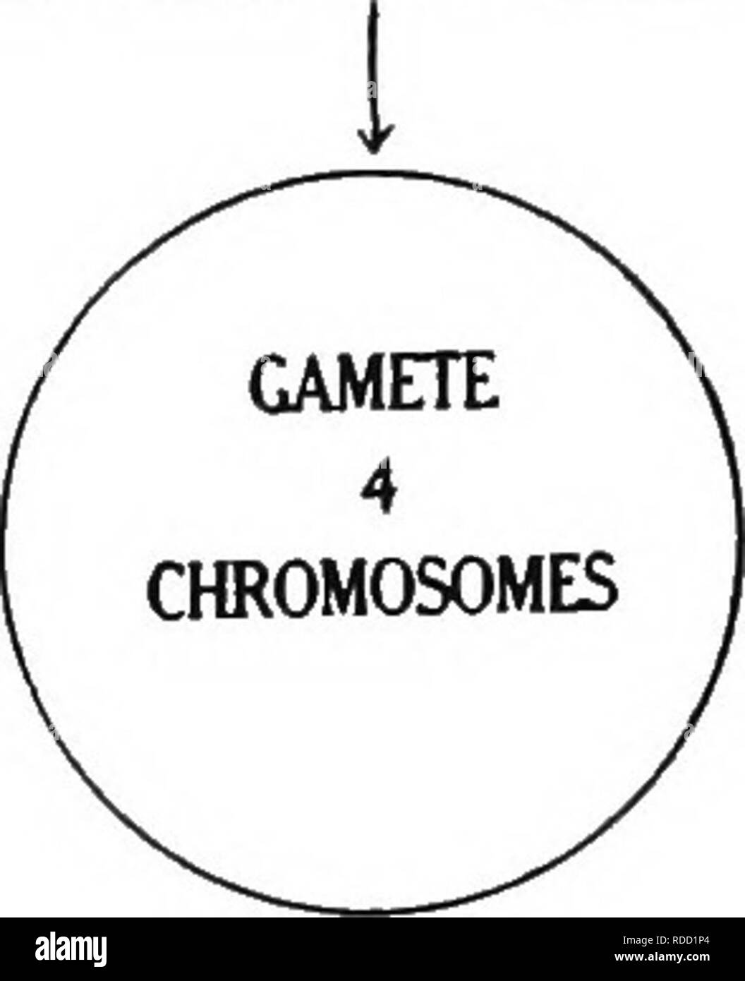 . Plant genetics . Heredity; Mendel's law; Plant breeding. SPOROPHYTE ...