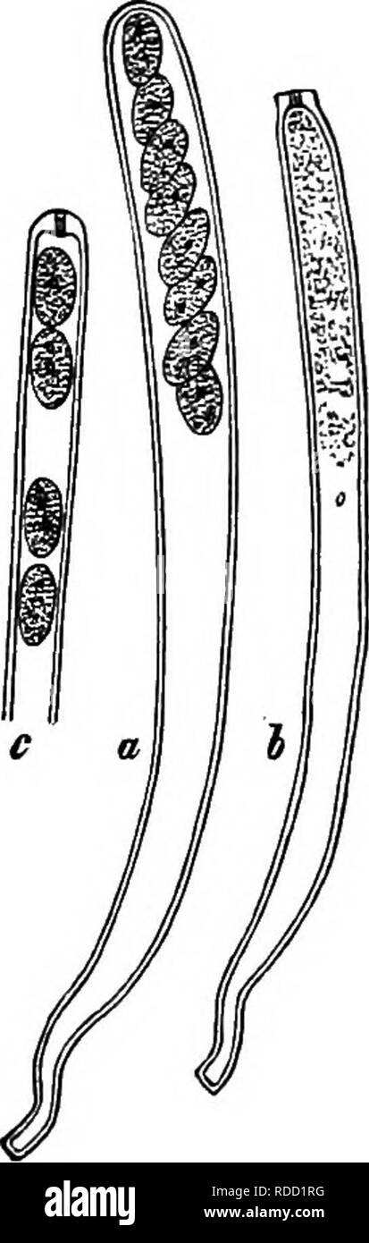 . Comparative morphology and biology of the fungi, mycetozoa and bacteria . Plant morphology; Fungi; Myxomycetes; Bacteriology. CHAPTER III.—SPORES OF FUNGI. 87 it is the apical and most extensible portion of the wall and chiefly the area forming the lid in that portion which is most distinctly coloured blue with iodine. In the Sordarieae also I frequently saw the ascus open by a comparatively tall lid. There is a third series of cases in which the spores are ejected through an apical perfectly circular hole which before ejection of the spores is a circumscribed thinner or less compact portion Stock Photo
