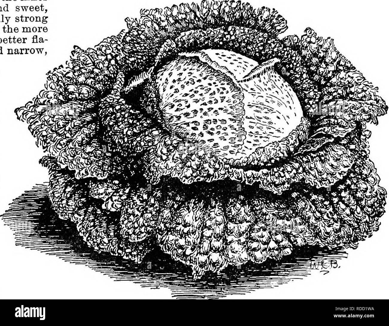 . Cyclopedia of American horticulture, comprising suggestions for cultivation of horticultural plants, descriptions of the species of fruits, vegetables, flowers, and ornamental plants sold in the United States and Canada, together with geographical and biographical sketches. Gardening. 299. Jersey 'Wakefield Cabbage. Cabbage may be used. As soon as there is danger of frost, cover with earth, to protect them from it and the rain. If the boards are used, they should be covered with earth in the same way, and in both cases the cov- ering should be increased as the weather grows colder, and if it Stock Photo