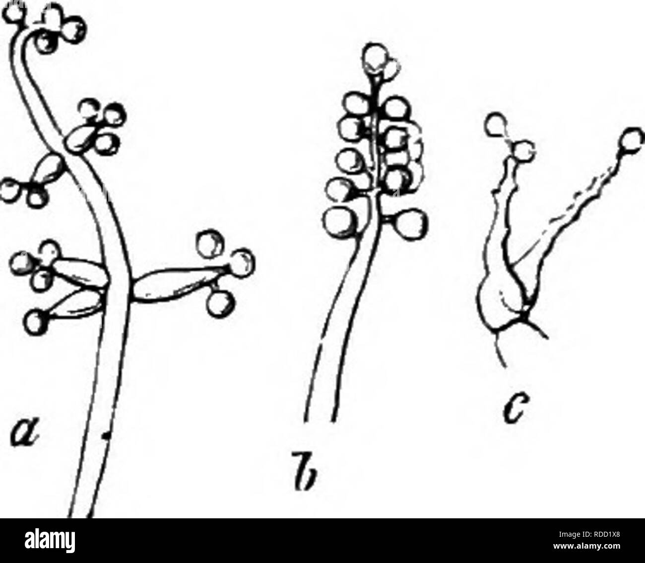 . Comparative morphology and biology of the fungi, mycetozoa and bacteria . Plant morphology; Fungi; Myxomycetes; Bacteriology. FIG. 31. Dadylium macrosporitTn, Vt. Extremiries of spori- ferous hyphae. a in a dry state with a head of spores above, b in water with the primordia of the youngest spores s at the extremities of the branches, the small unevennesses beneath beinif the points of attachment of the older spores which have become detached in the water. Magn. 300 times.. Fig. 32. Botrytis Bassii, Bals. a end of a young sporiferous hypha; short lateral branchlets have successively abjointe Stock Photo