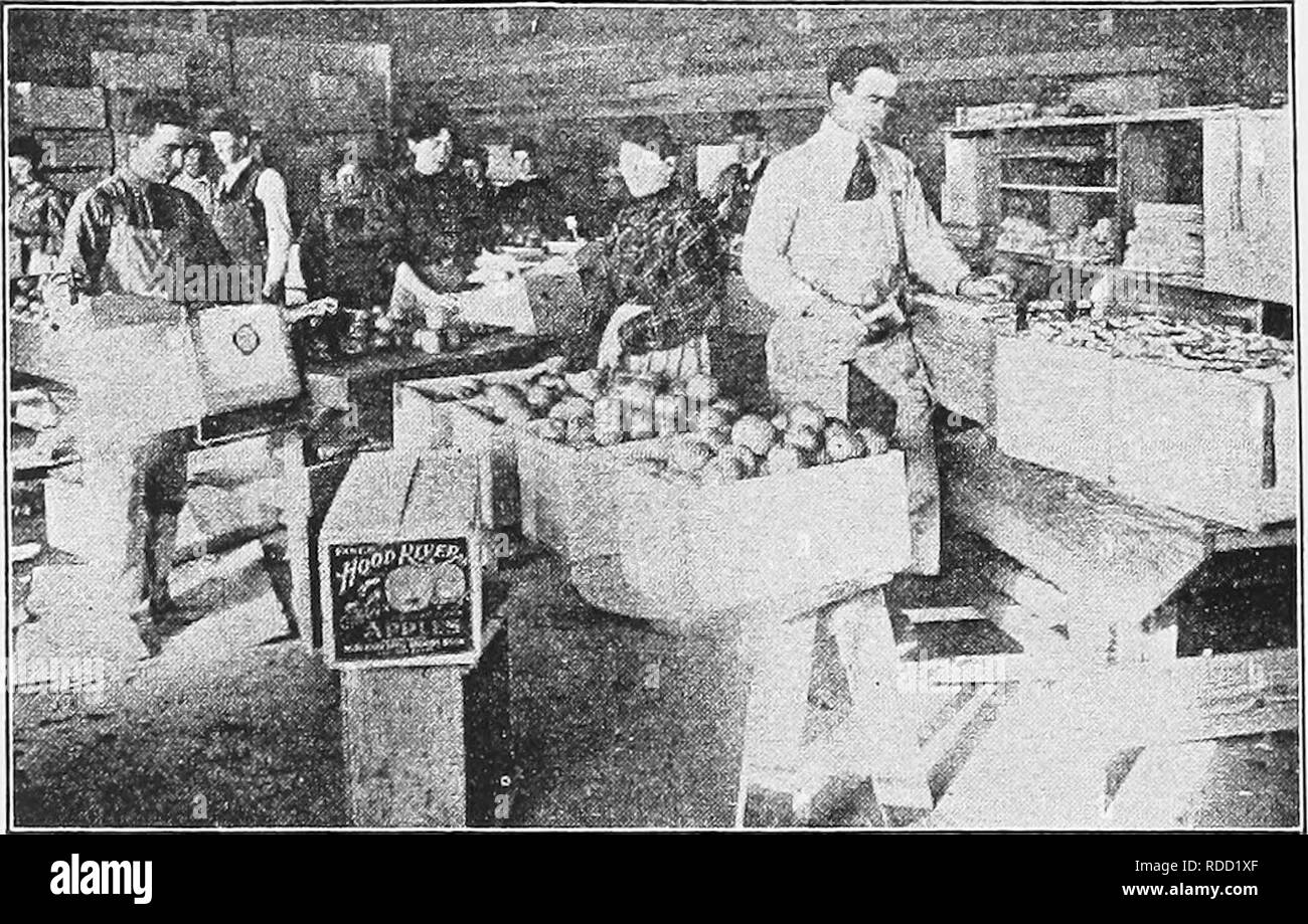. Modern fruit marketing : a complete treatise covering harvesting, packing, storing, transporting and selling of fruit . Fruit trade. so MODERN FRUIT MARKETING. Fig. 73.—EXPERT BOXERS AT WORK IN A WESTERN PACKING-HOUSE the packing is done in a central packing-liouse, a little more elaborate system of keeping records is needed. This will be discussed under the general subject of co- operative organizations. Cost of Packing Apples.—It is hard to get a very definite comparison of the cost of packing apples in boxes or in barrels, but the following figures wiU serve as a guide for the different o Stock Photo