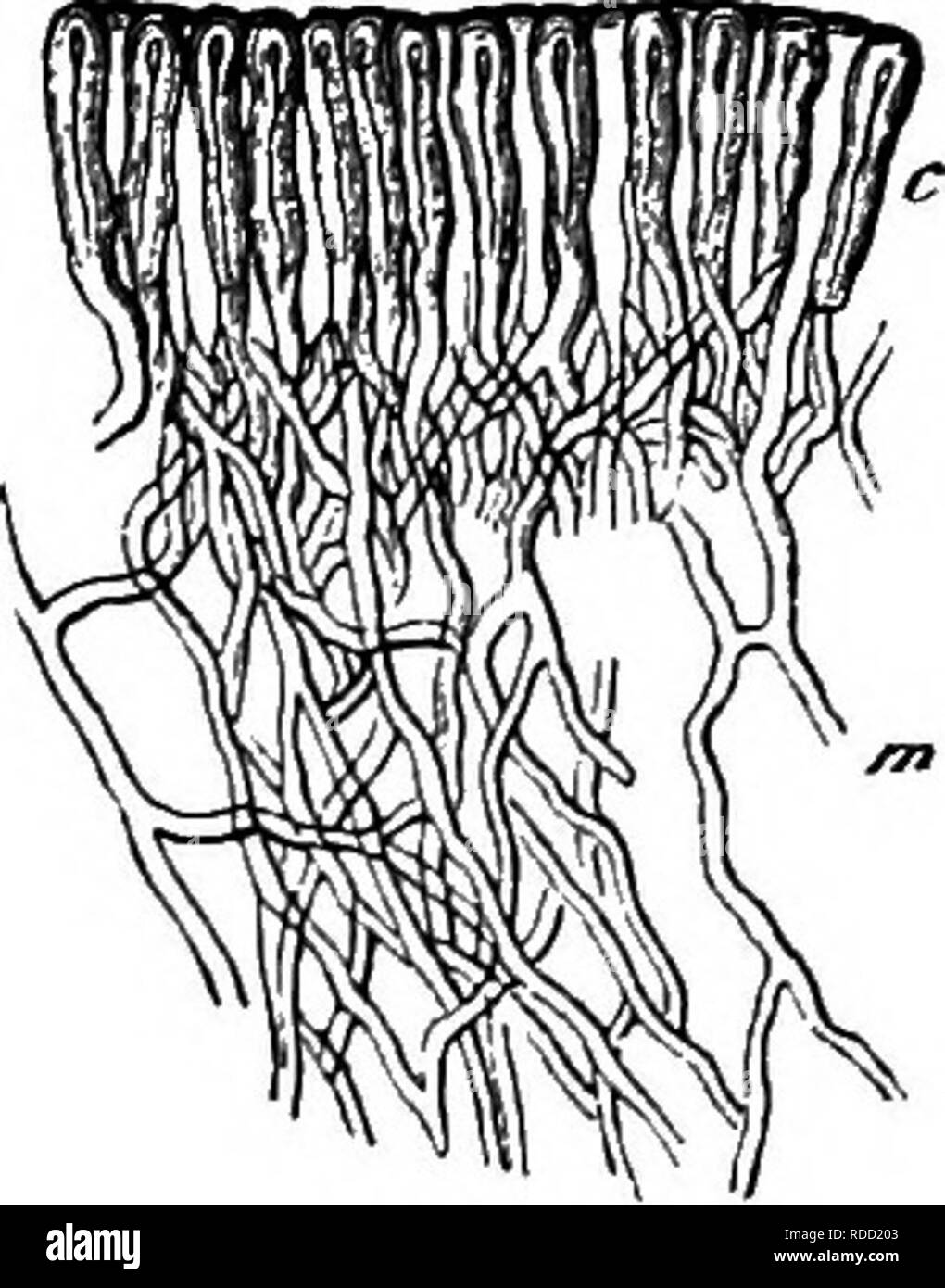 . Comparative morphology and biology of the fungi, mycetozoa and bacteria . Plant morphology; Fungi; Myxomycetes; Bacteriology. CHAPTER III.âSPORES OF FUNGI. 59 A very large majority of Fungi have spreading hairs on their surface, which arise as branches from the hyphae of the compound sporophores and show this origin even where its final structure is pseudo-parenchymatous. Some of them come from the hyphae of the surface itself, some originate at a greater or less depth beneath it and pass obliquely to the outside through the layers of tissue that cover their point of origin. They are simple  Stock Photo