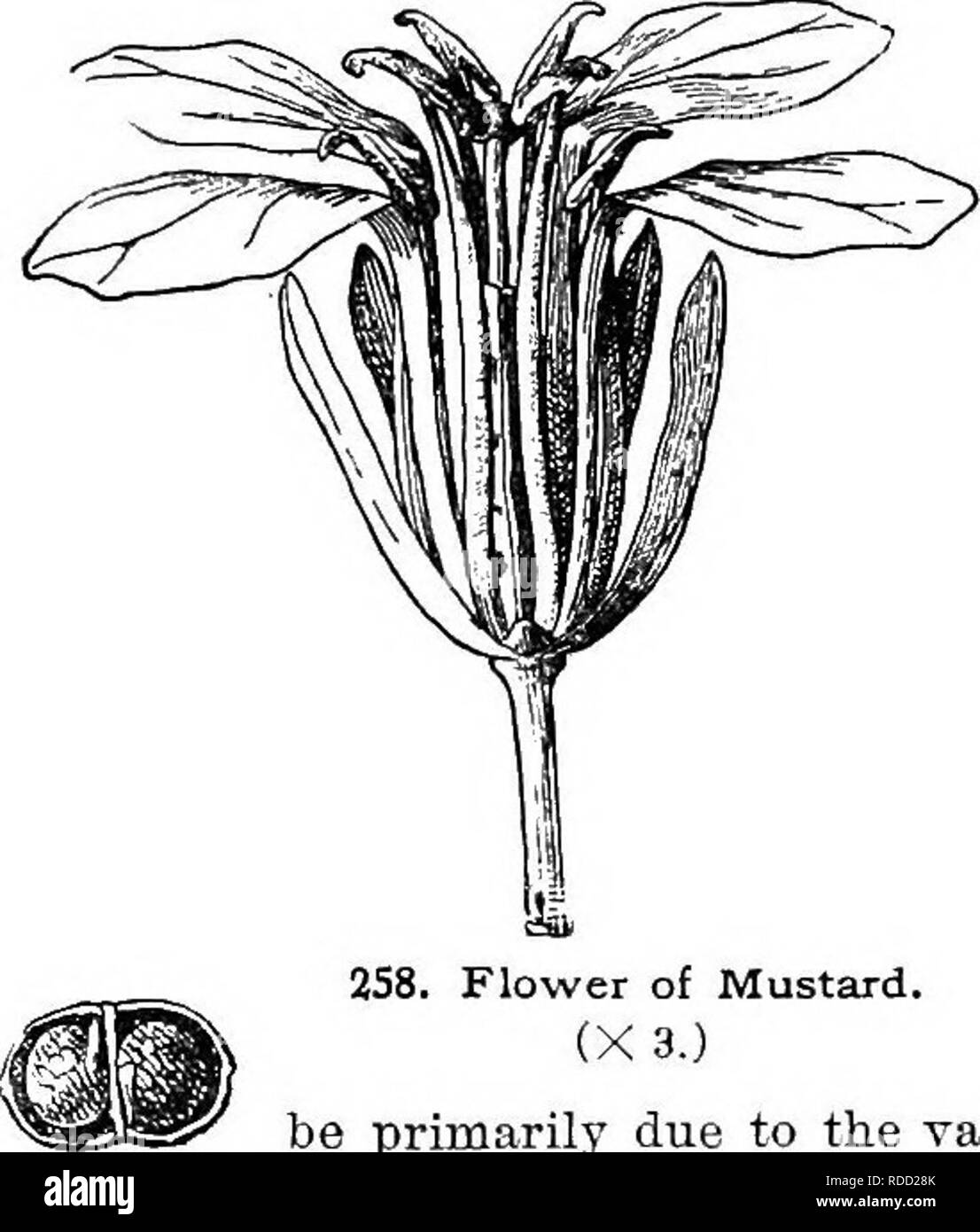 Mustard Flower Black And White Stock Photos Images Alamy Mustard Flower Black And White Stock Photos Images Alamy