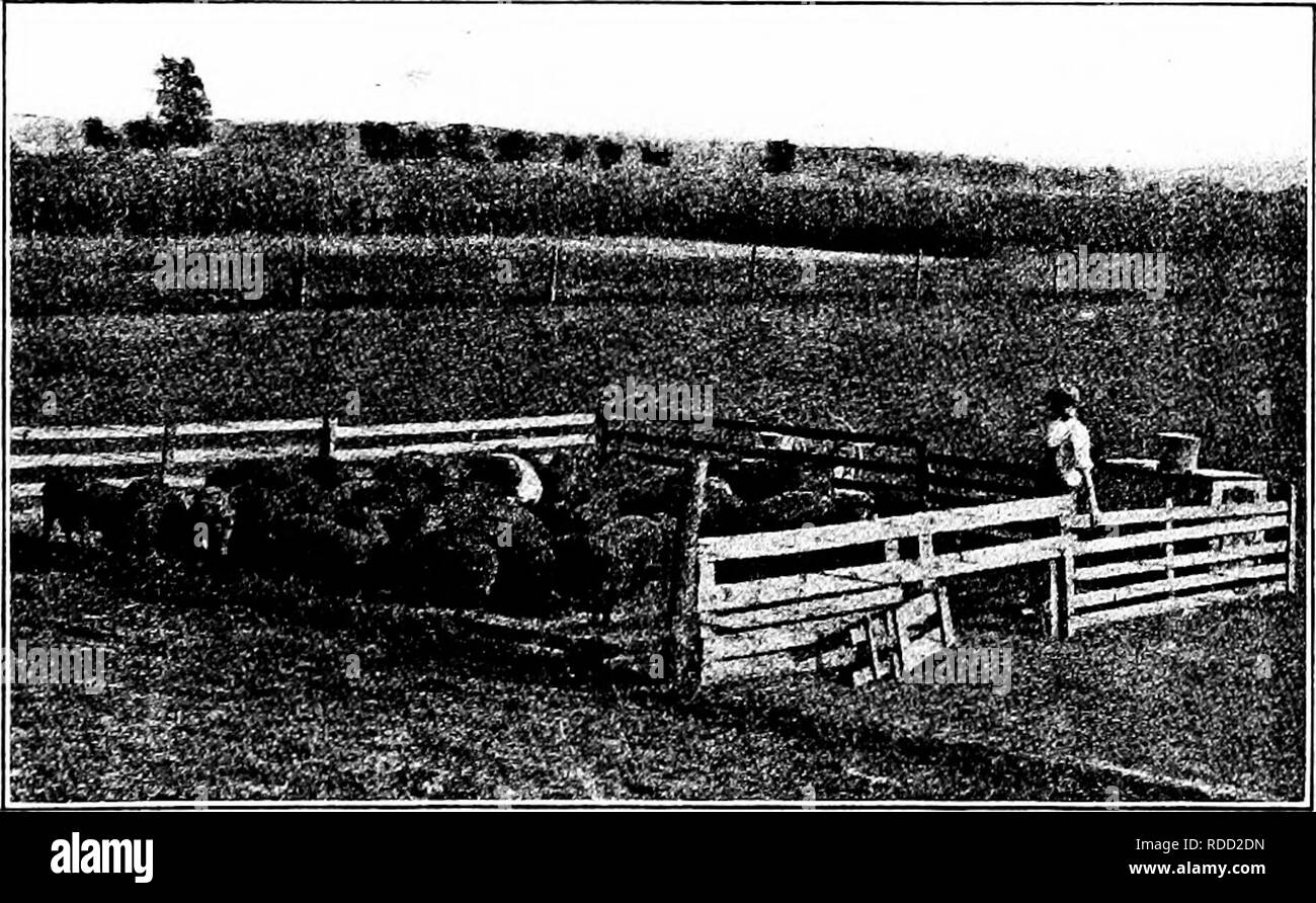 Pork Production Swine Plate Vii Above Pigs On The Self