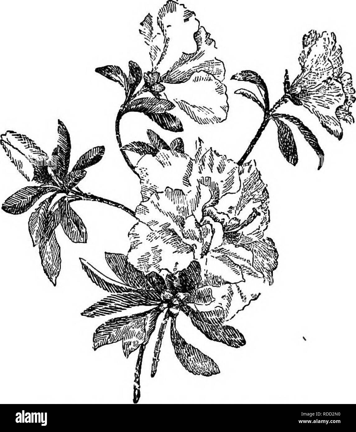 . Cyclopedia of American horticulture, comprising suggestions for cultivation of horticultural plants, descriptions of the species of fruits, vegetables, flowers, and ornamental plants sold in the United States and Canada, together with geographical and biographical sketches. Gardening. Azalea Indica (XM).. 176. Double-flowered Azalea Indica (X ^). colored or carmine ; calyx-lobes lanceolate ; stamens 10, with purple anthers. May, June. China. B.M. 1480. L.B.C. 3:275. (2) Lvs. obovate or obovate-lanceolate, obtuse, rarely acute ; %-S in. long, less strigose, and usually shining above : low, mu Stock Photo