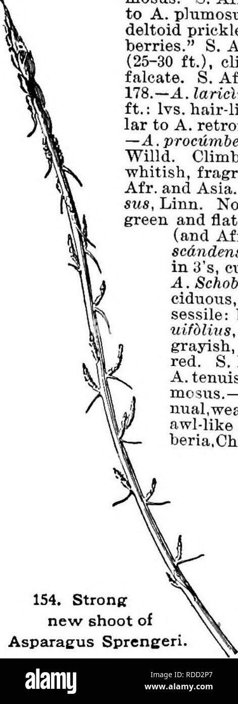 . Cyclopedia of American horticulture, comprising suggestions for cultivation of horticultural plants, descriptions of the species of fruits, vegetables, flowers, and ornamental plants sold in the United States and Canada, together with geographical and biographical sketches. Gardening. ASPARAGUS ASPARAGUS 107 Sprengerl: evergreen: Ivs. flat and falcate, In clusters of 3-6. Mr.—A. AfrioAnus, Lam. Climber: Its. rigid, dark green, clus- tered, evergreen. S. All.—A. Asidtieus, Linn. Tall climber : Ivs. hair-like, soft, ^va..—A. Cobperi, Baker. Similar to A. plu- mosus. S. Aiv.—A. decUnUus, Linn.  Stock Photo