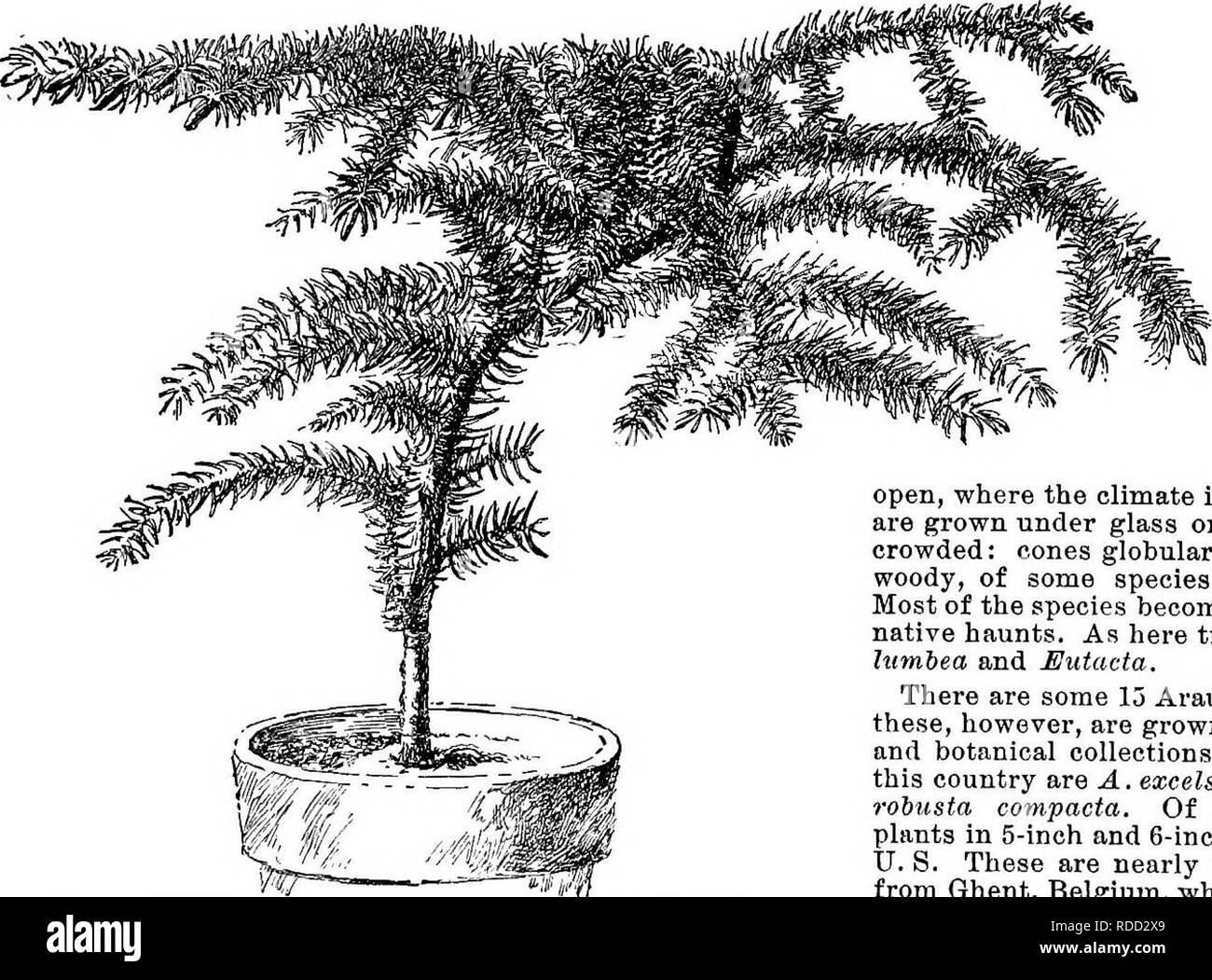 . Cyclopedia of American horticulture, comprising suggestions for cultivation of horticultural plants, descriptions of the species of fruits, vegetables, flowers, and ornamental plants sold in the United States and Canada, together with geographical and biographical sketches. Gardening. 88 ARALIA ABAUCARIA deep green and purple ribbed. Polynesia. l.H. 23:240. R.H. 1891, p. 224. Gn. 39, p. 565. A.G. 19:374.-Oue of the best. A. Ohairiiri, Hort.; see Elasodendron.—4. erassifdlia, So- land ; see Pseudopanax.—A. Idngipes, Hort. Lvs. digitate, tlie Ifts. oblong-lanceolate, acuminate, wavy. N, Austra Stock Photo