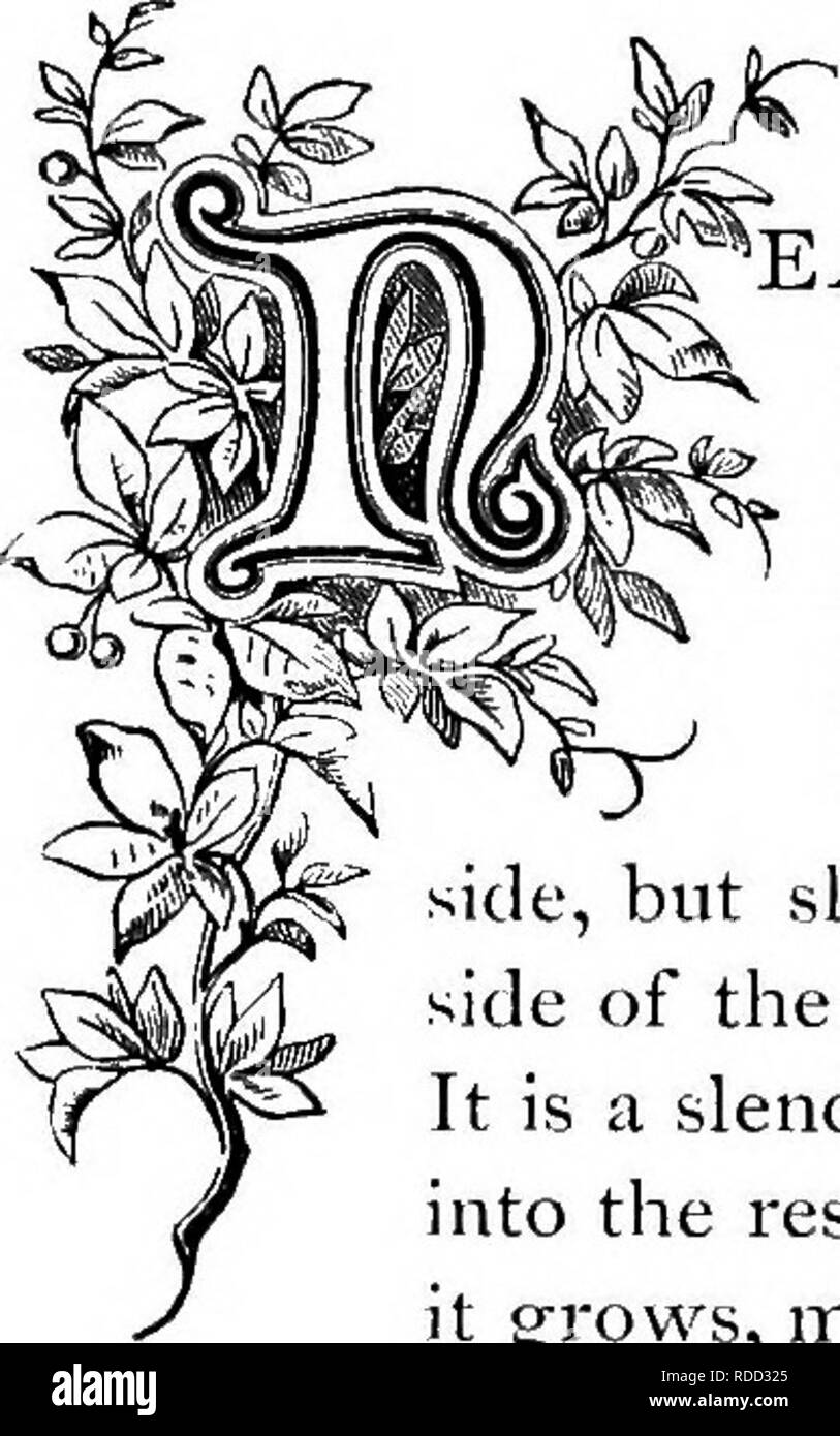 Floribunda Black and White Stock Photos & Images Alamy